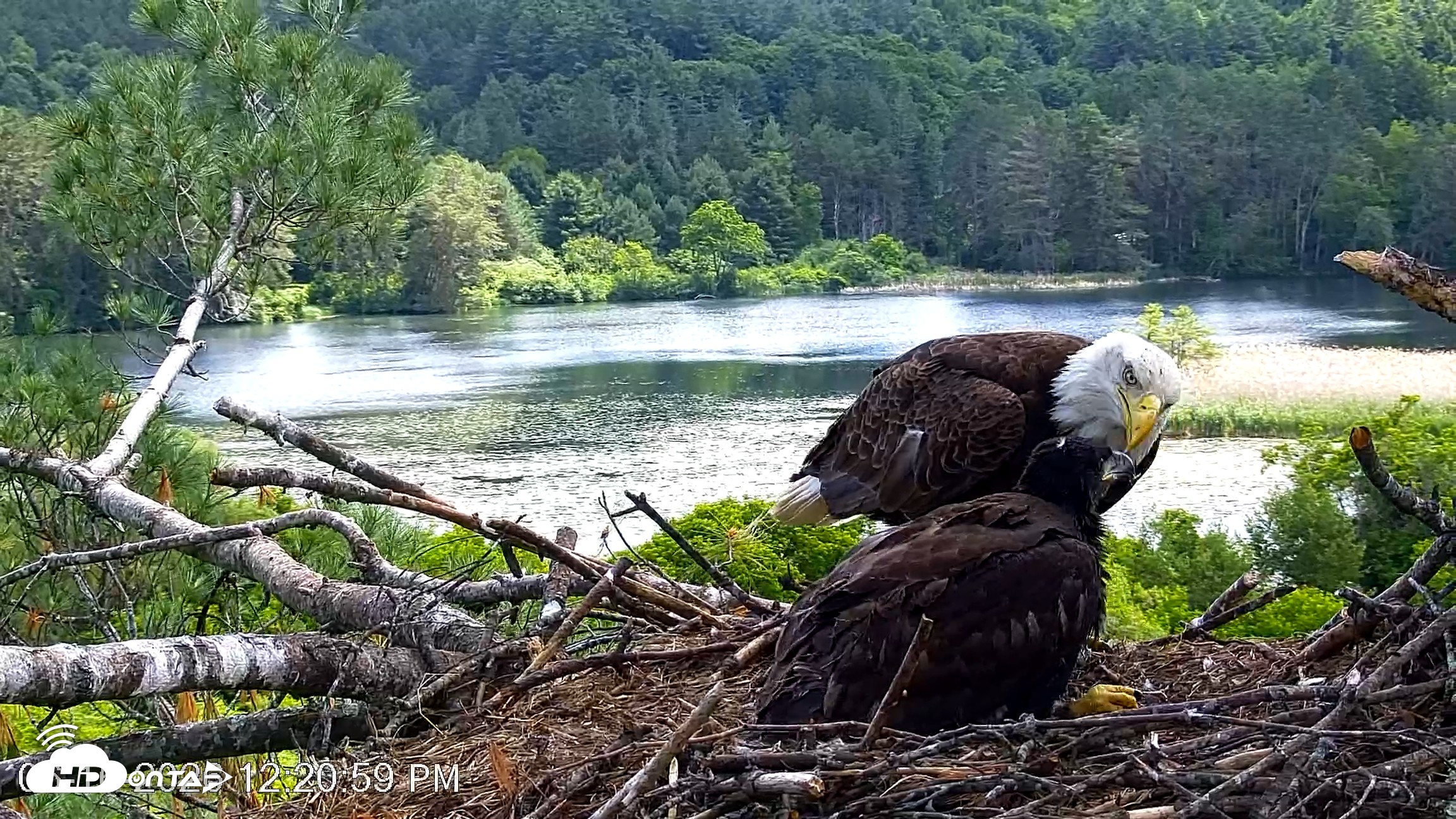Snapshot of VINS Bald Eagles Nest Live Cams taken Jun 16, 2026, 12:21pm EDT