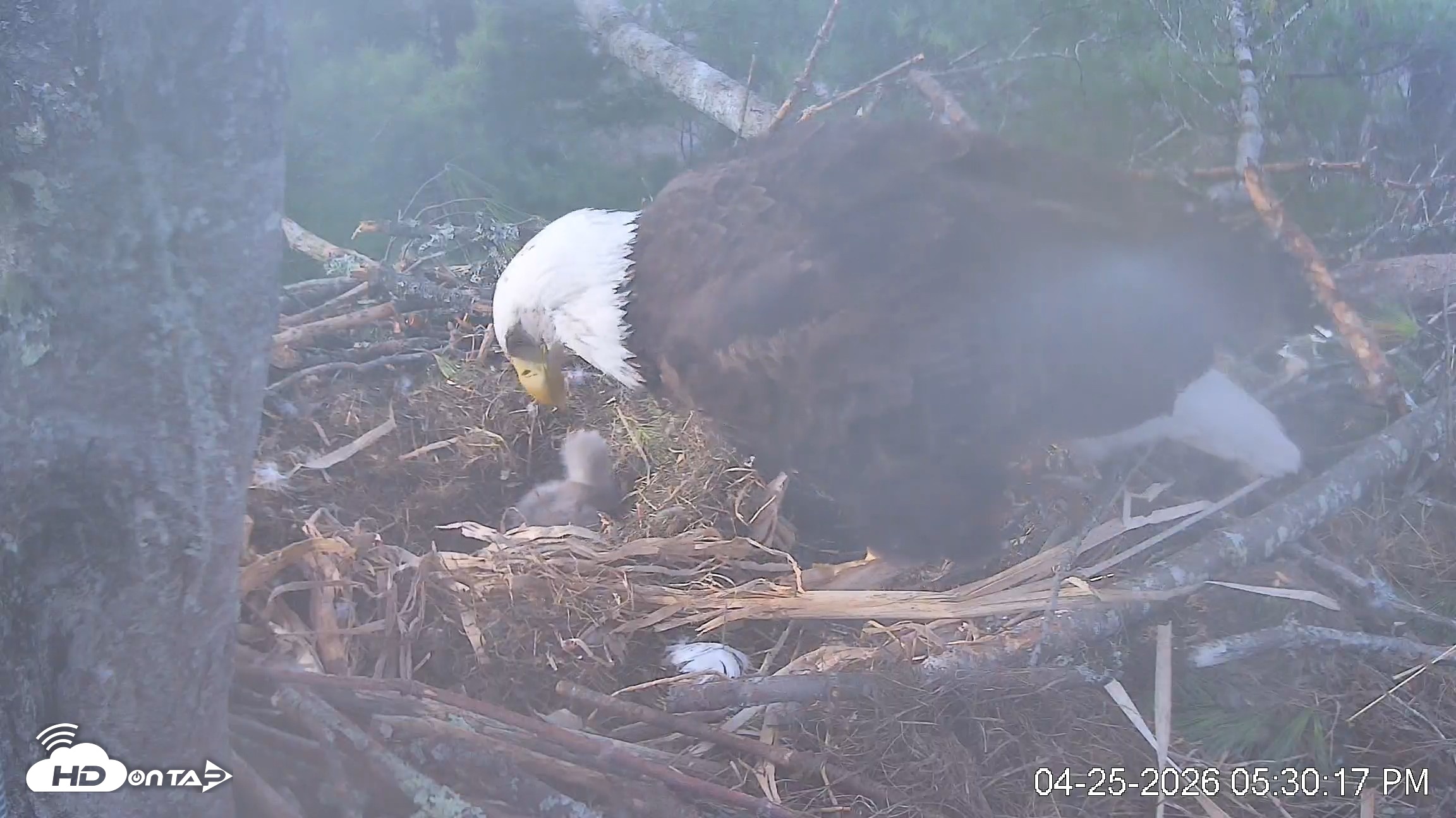 Snapshot of VINS Bald Eagles Nest Live Cams taken Apr 25, 2026, 5:30pm EDT