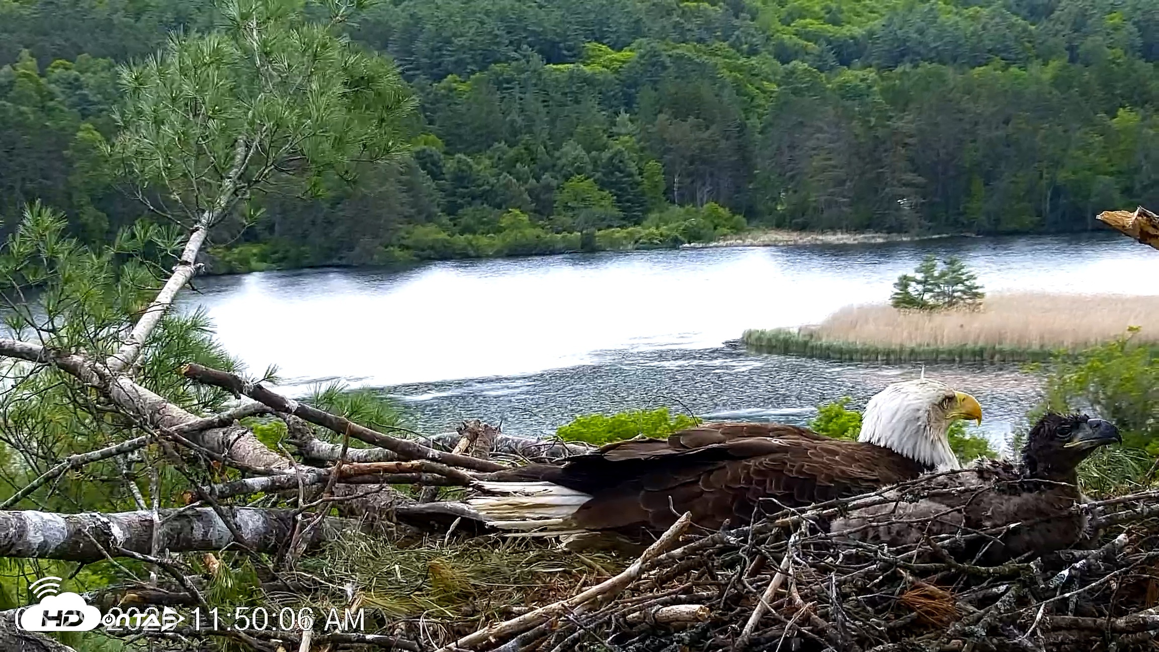 Snapshot of VINS Bald Eagles Nest Live Cams taken May 29, 2026, 11:50am EDT