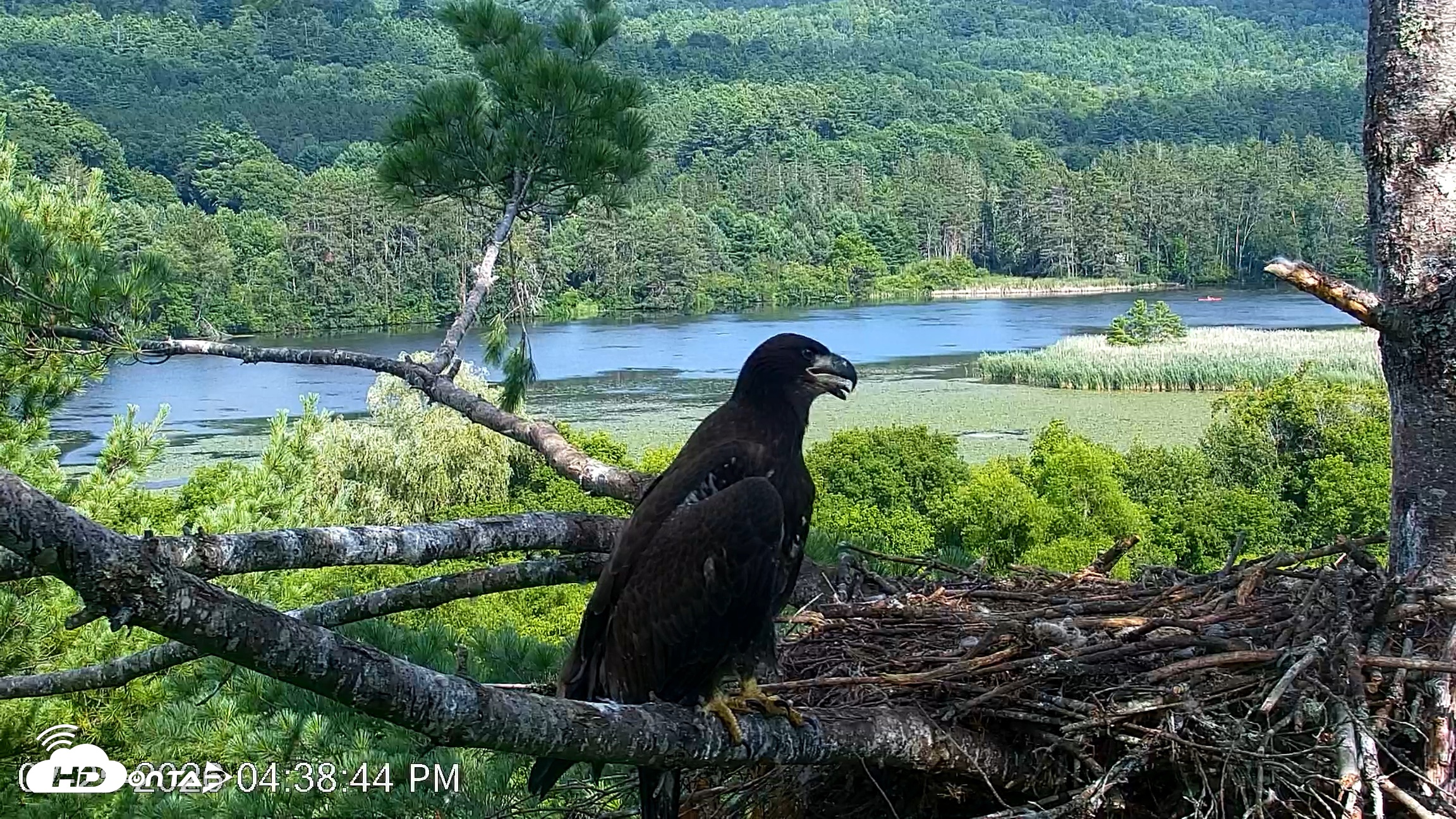 Snapshot of VINS Bald Eagles Nest Live Cams taken Jul 25, 2026, 4:39pm EDT