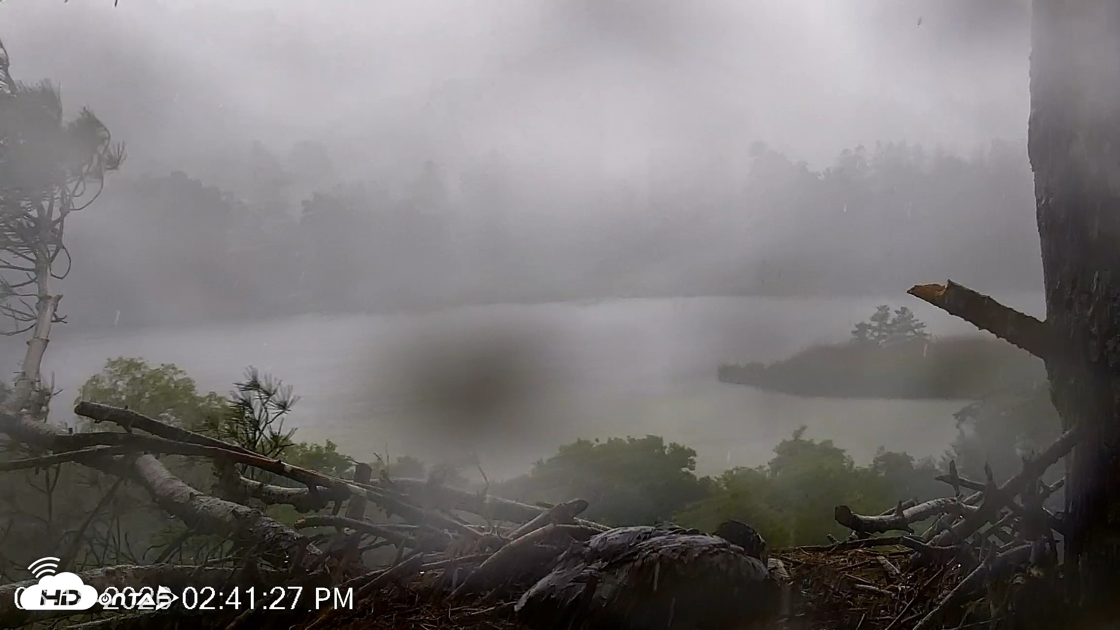 Snapshot of VINS Bald Eagles Nest Live Cams taken Jun 18, 2026, 2:42pm EDT