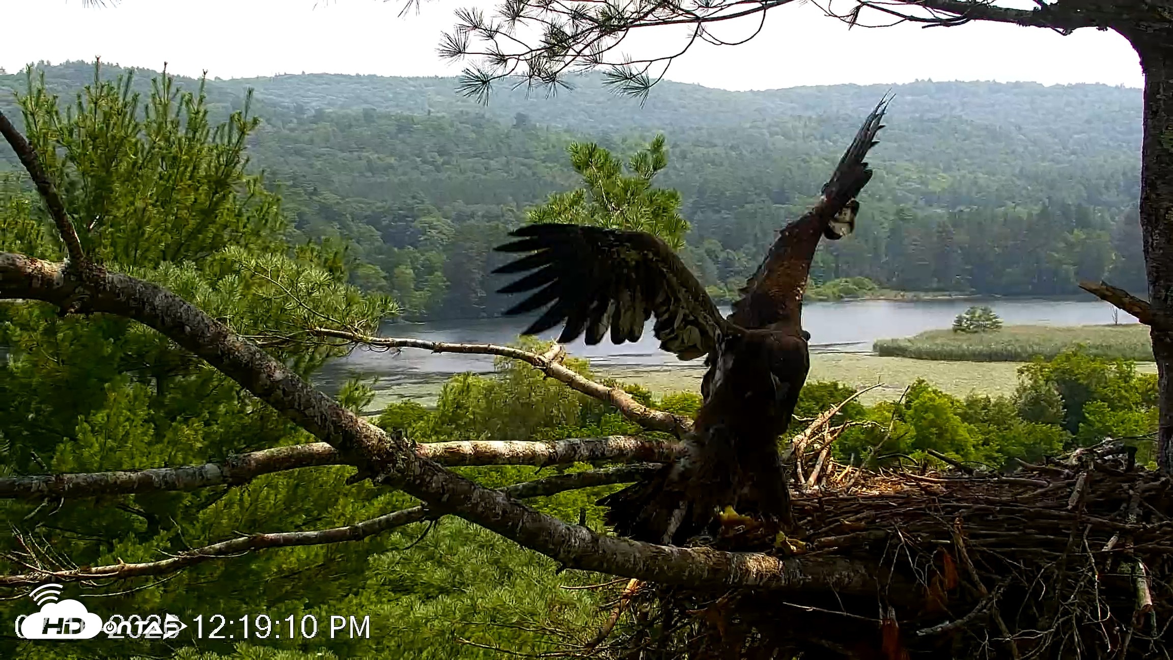 Snapshot of VINS Bald Eagles Nest Live Cams taken Jul 16, 2026, 12:20pm EDT