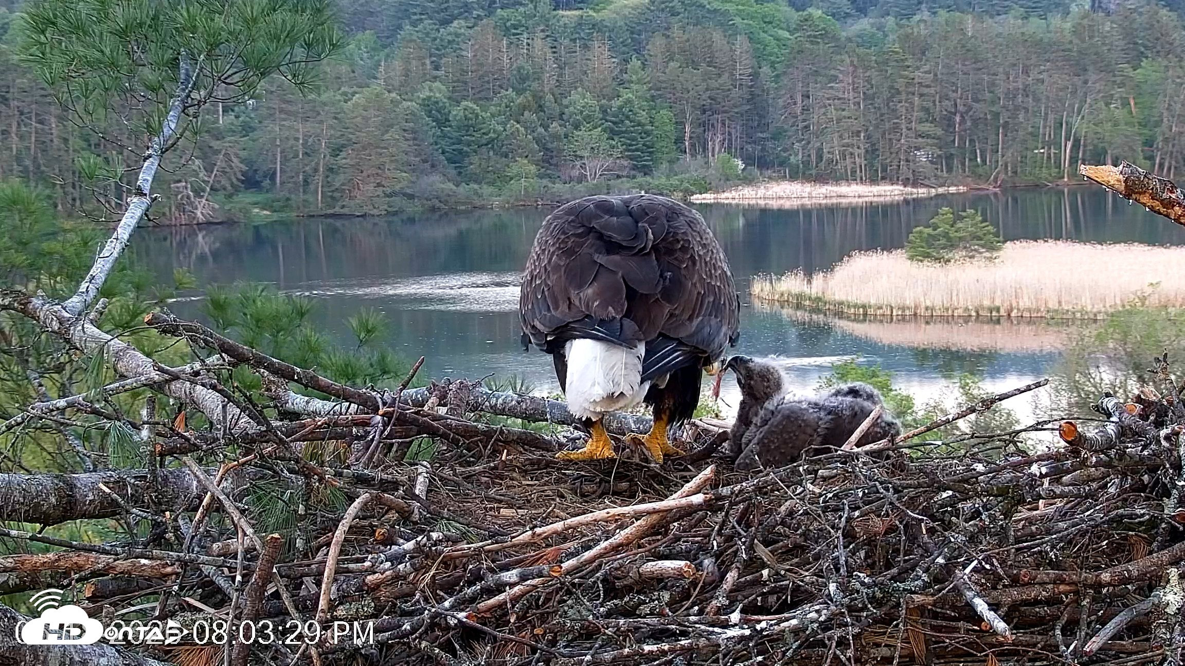 Snapshot of VINS Bald Eagles Nest Live Cams taken May 18, 2026, 8:04pm EDT