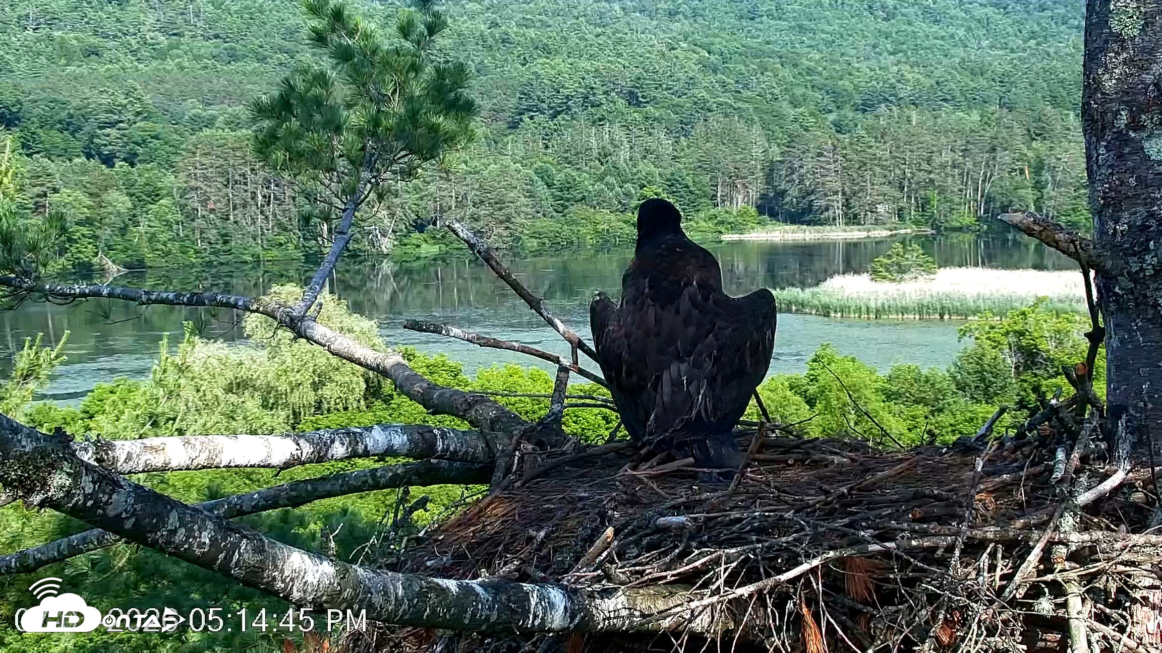 Snapshot of VINS Bald Eagles Nest Live Cams taken Jul 1, 2026, 5:15pm EDT