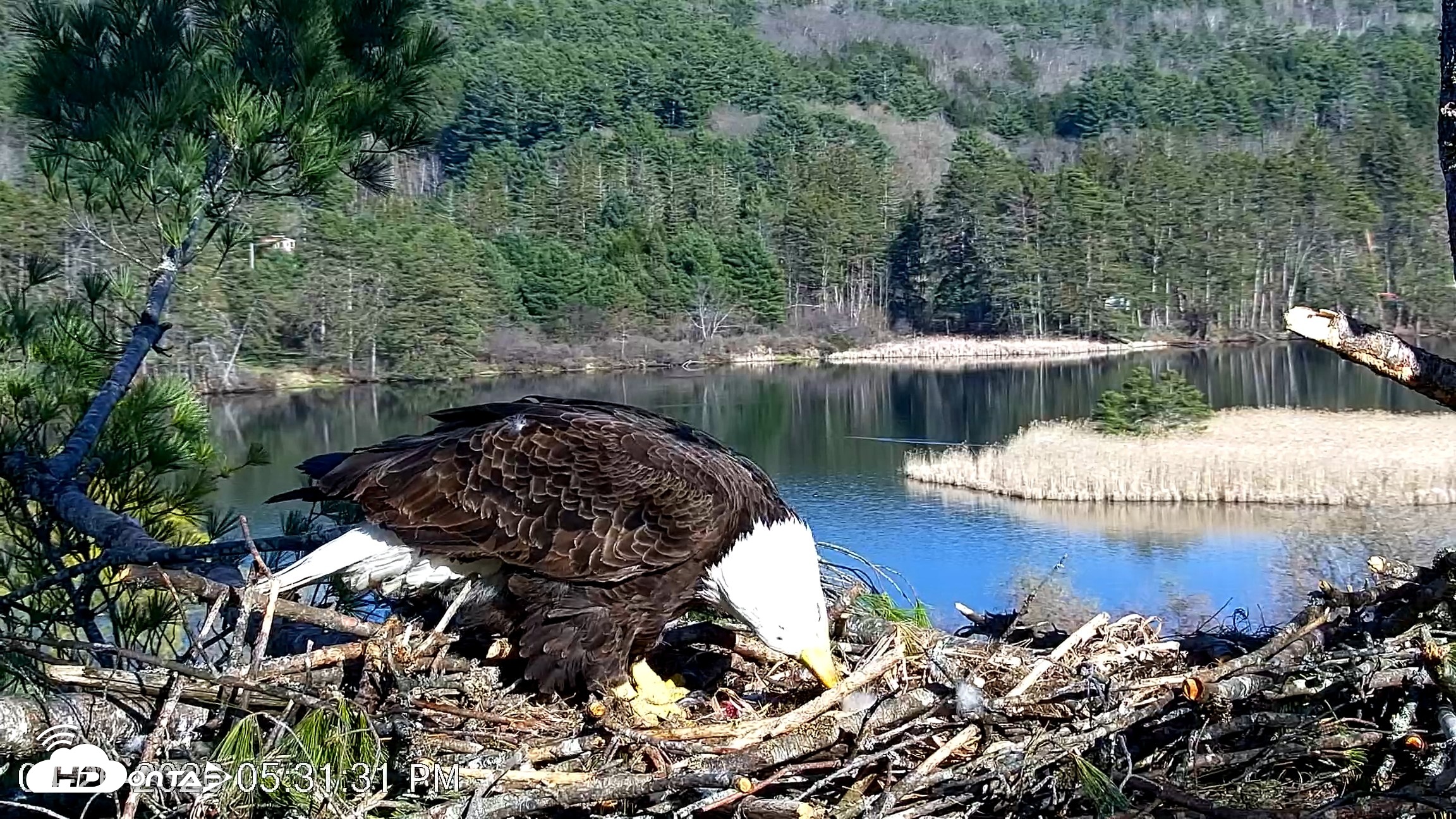 Snapshot of VINS Bald Eagles Nest Live Cams taken Apr 26, 2026, 5:32pm EDT