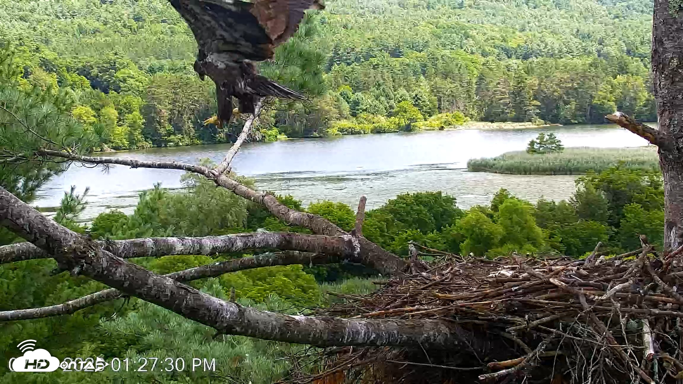 Snapshot of VINS Bald Eagles Nest Live Cams taken Jul 23, 2026, 1:28pm EDT