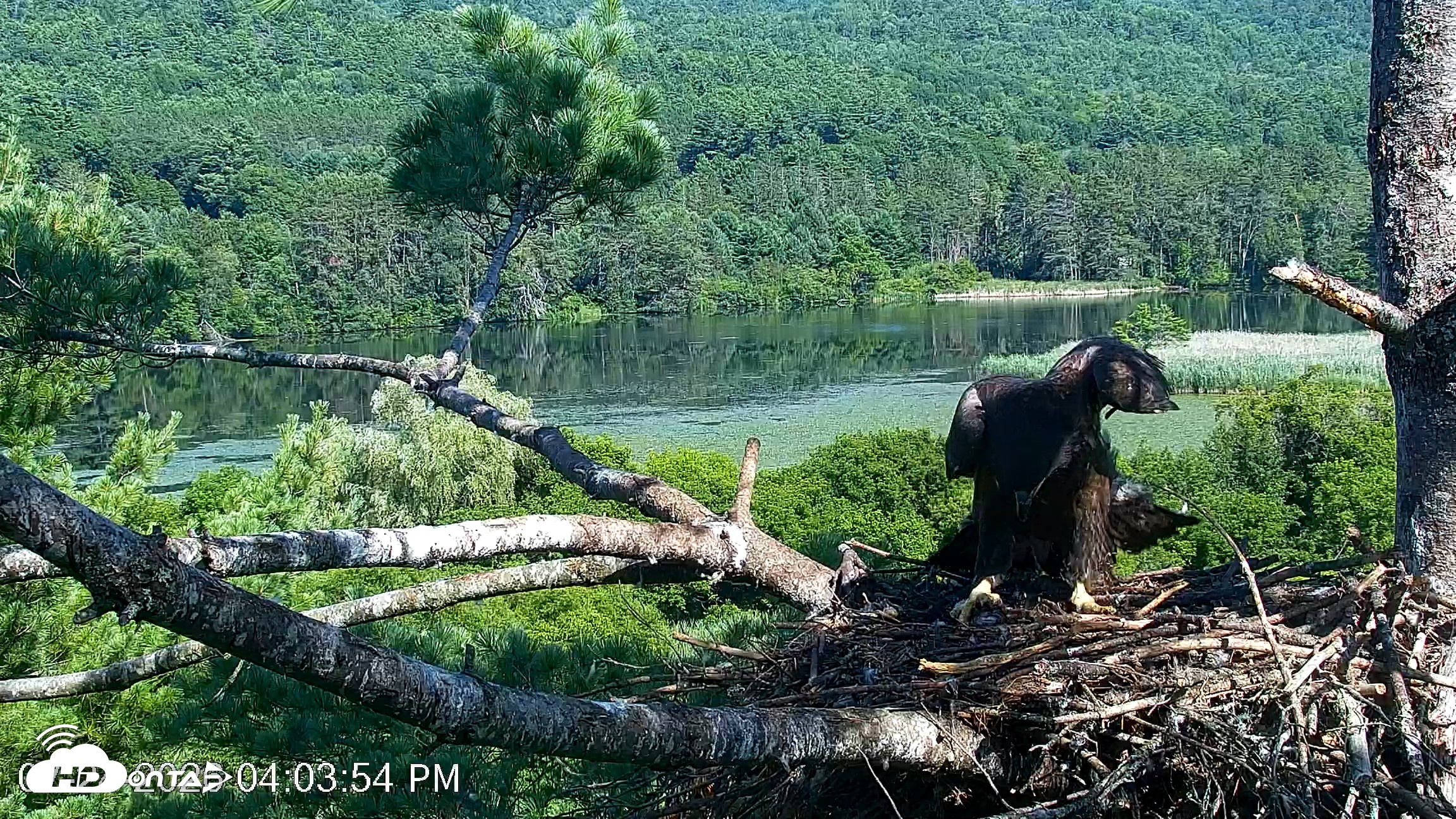 Snapshot of VINS Bald Eagles Nest Live Cams taken Jul 24, 2026, 4:05pm EDT