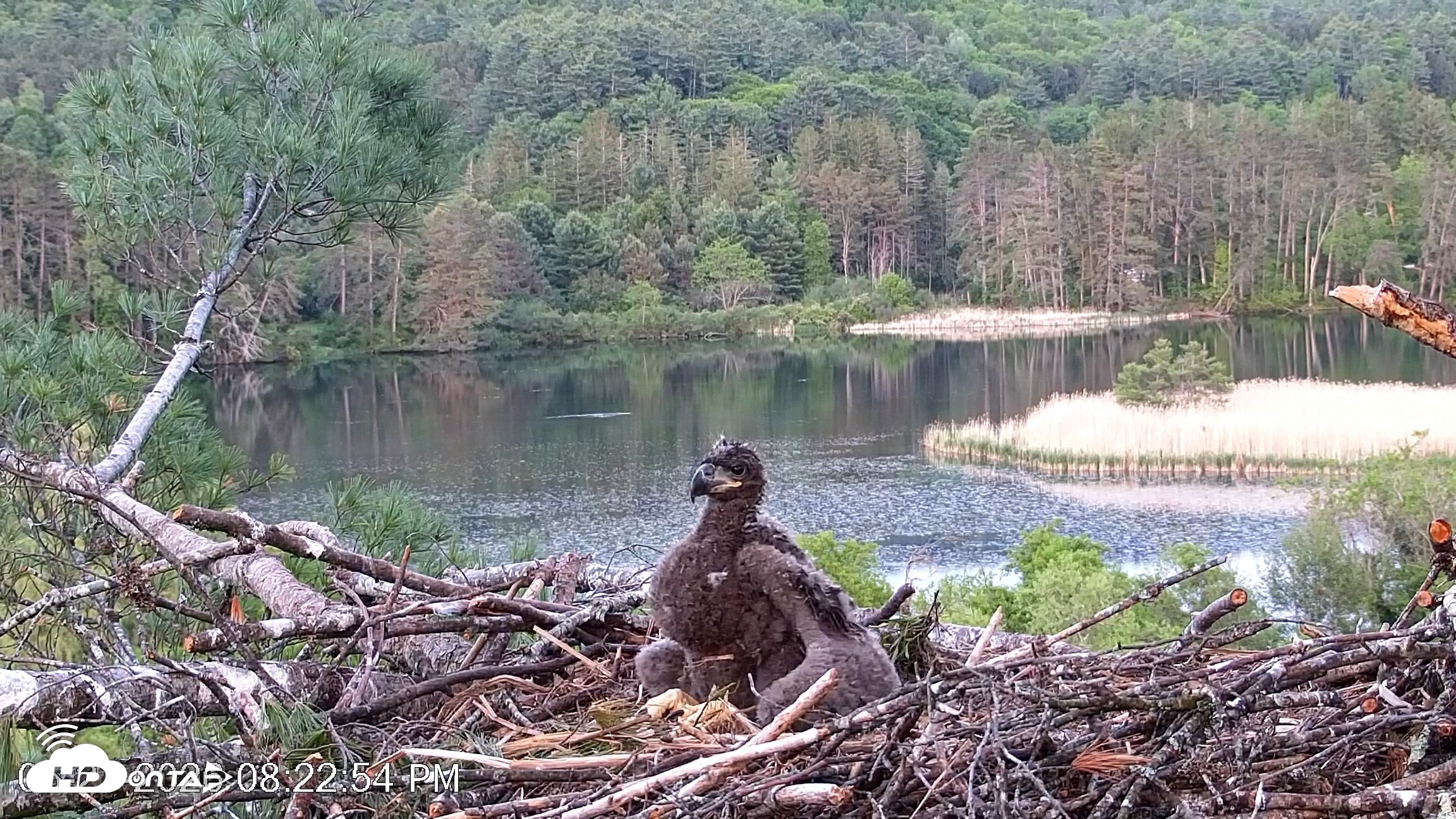 Snapshot of VINS Bald Eagles Nest Live Cams taken May 27, 2026, 8:23pm EDT