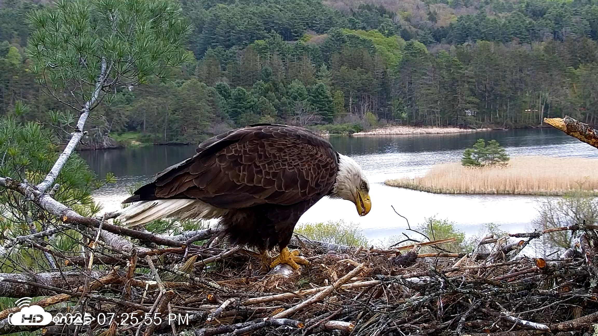 Snapshot of VINS Bald Eagles Nest Live Cams taken May 11, 2026, 7:26pm EDT