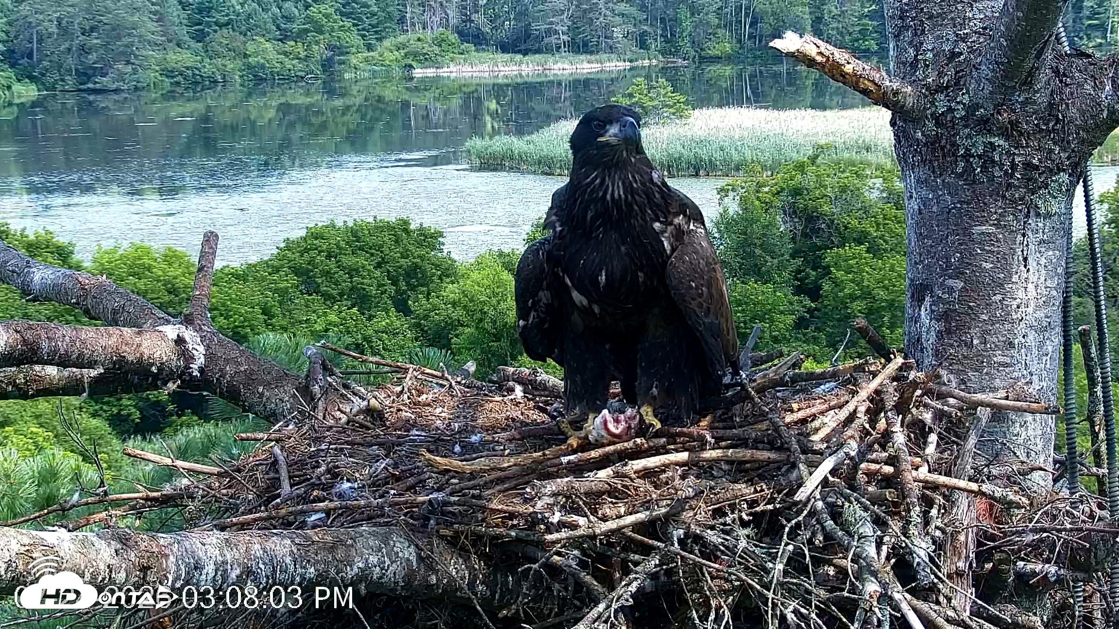 Snapshot of VINS Bald Eagles Nest Live Cams taken Jul 24, 2026, 3:09pm EDT