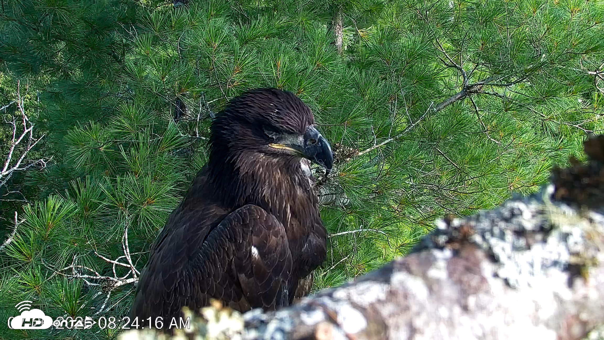 Snapshot of VINS Bald Eagles Nest Live Cams taken Jul 26, 2026, 8:25am EDT