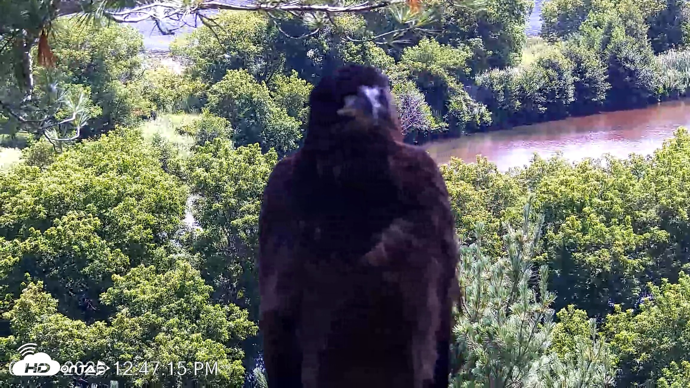 Snapshot of VINS Bald Eagles Nest Live Cams taken Jul 23, 2026, 12:48pm EDT