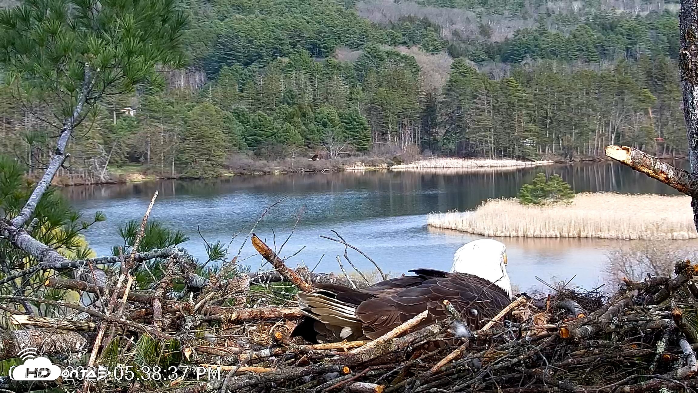 Snapshot of VINS Bald Eagles Nest Live Cams taken Apr 25, 2026, 5:39pm EDT