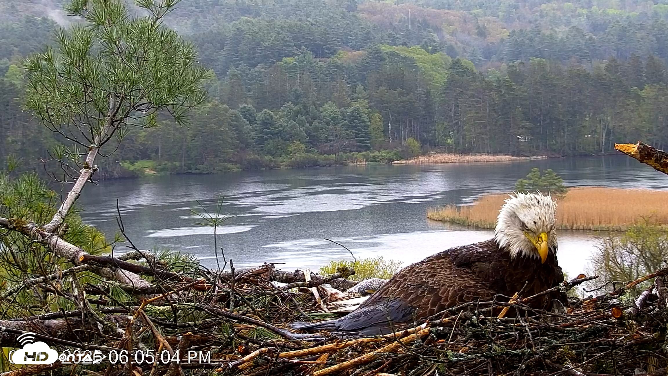 Snapshot of VINS Bald Eagles Nest Live Cams taken May 13, 2026, 6:05pm EDT