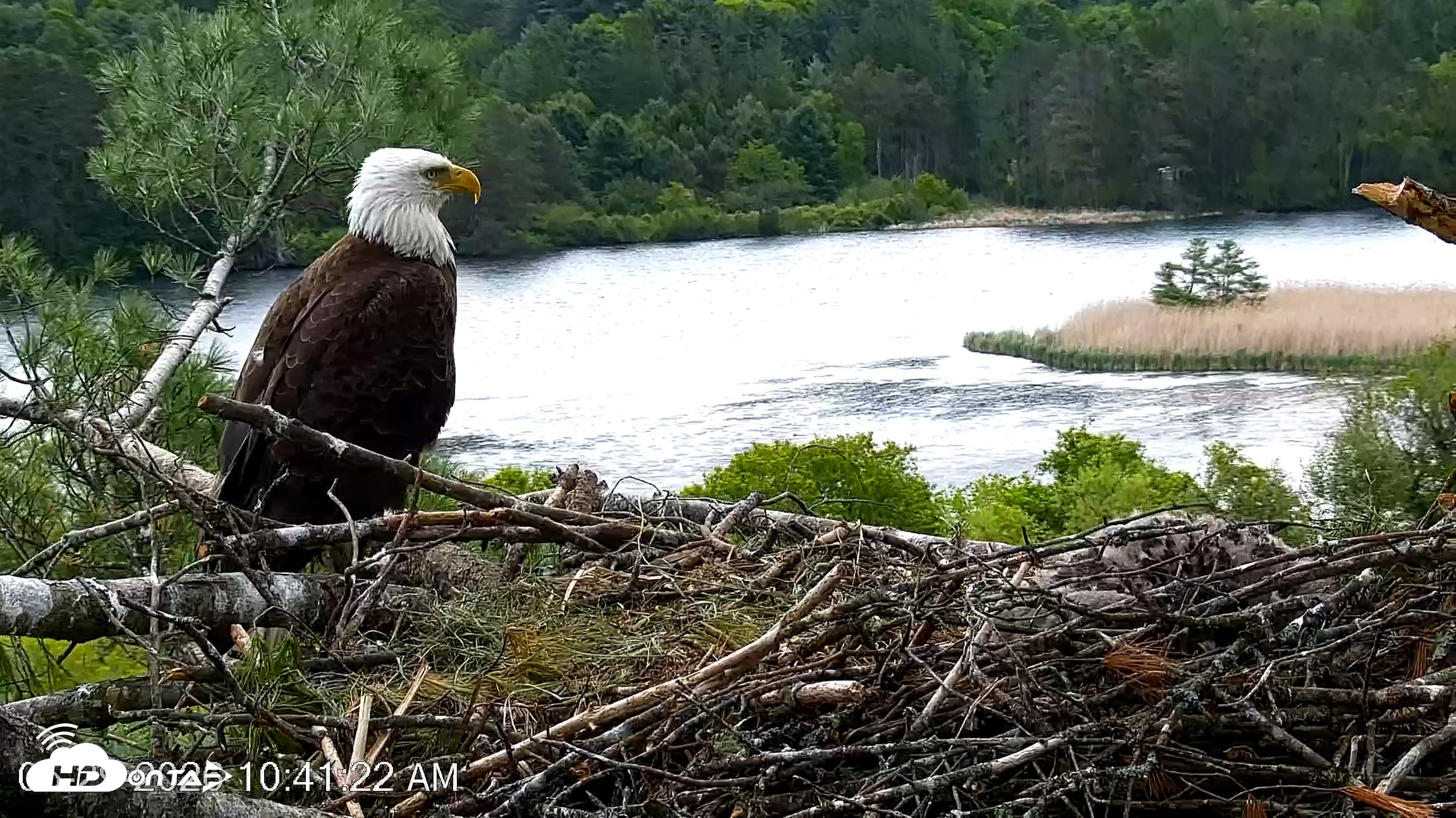 Snapshot of VINS Bald Eagles Nest Live Cams taken May 29, 2026, 10:42am EDT