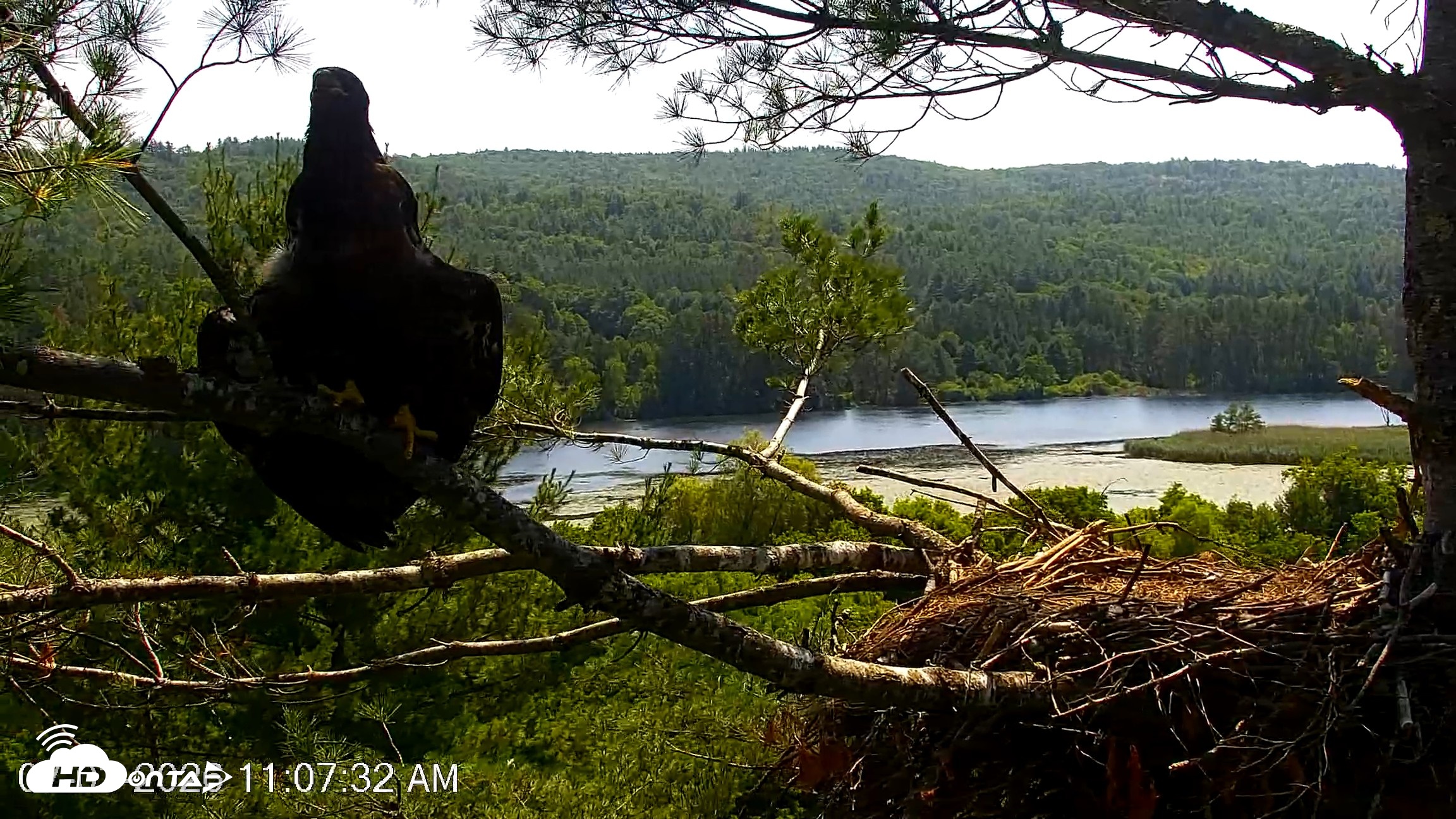 Snapshot of VINS Bald Eagles Nest Live Cams taken Jul 3, 2026, 11:08am EDT