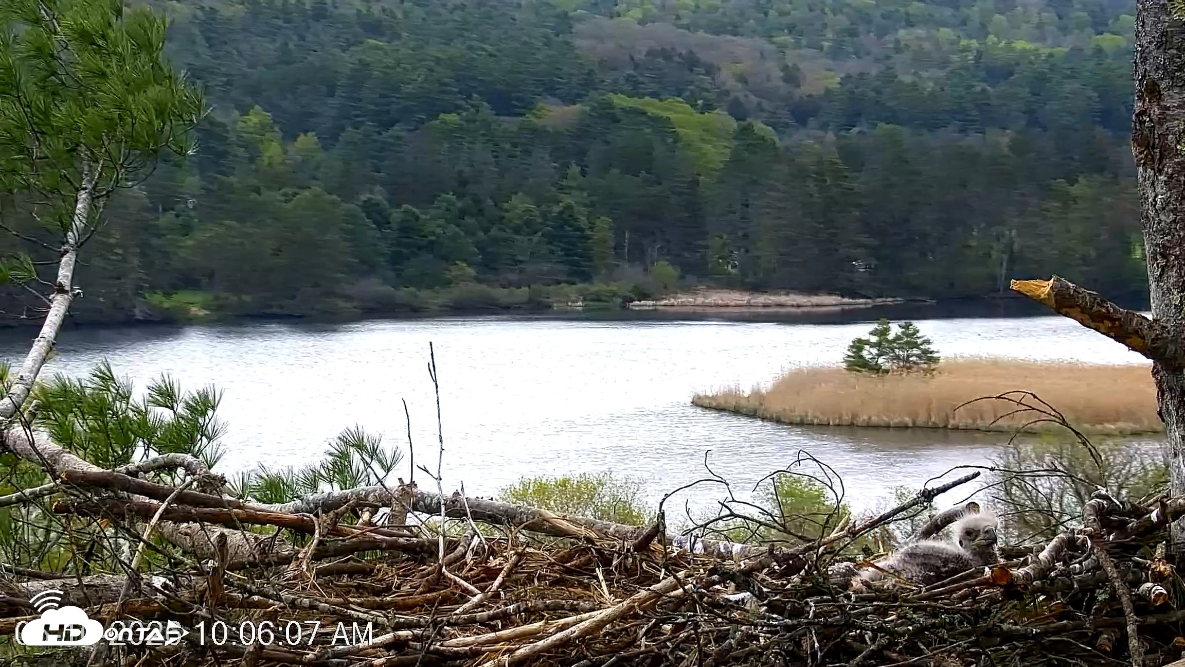 Snapshot of VINS Bald Eagles Nest Live Cams taken May 10, 2026, 10:06am EDT