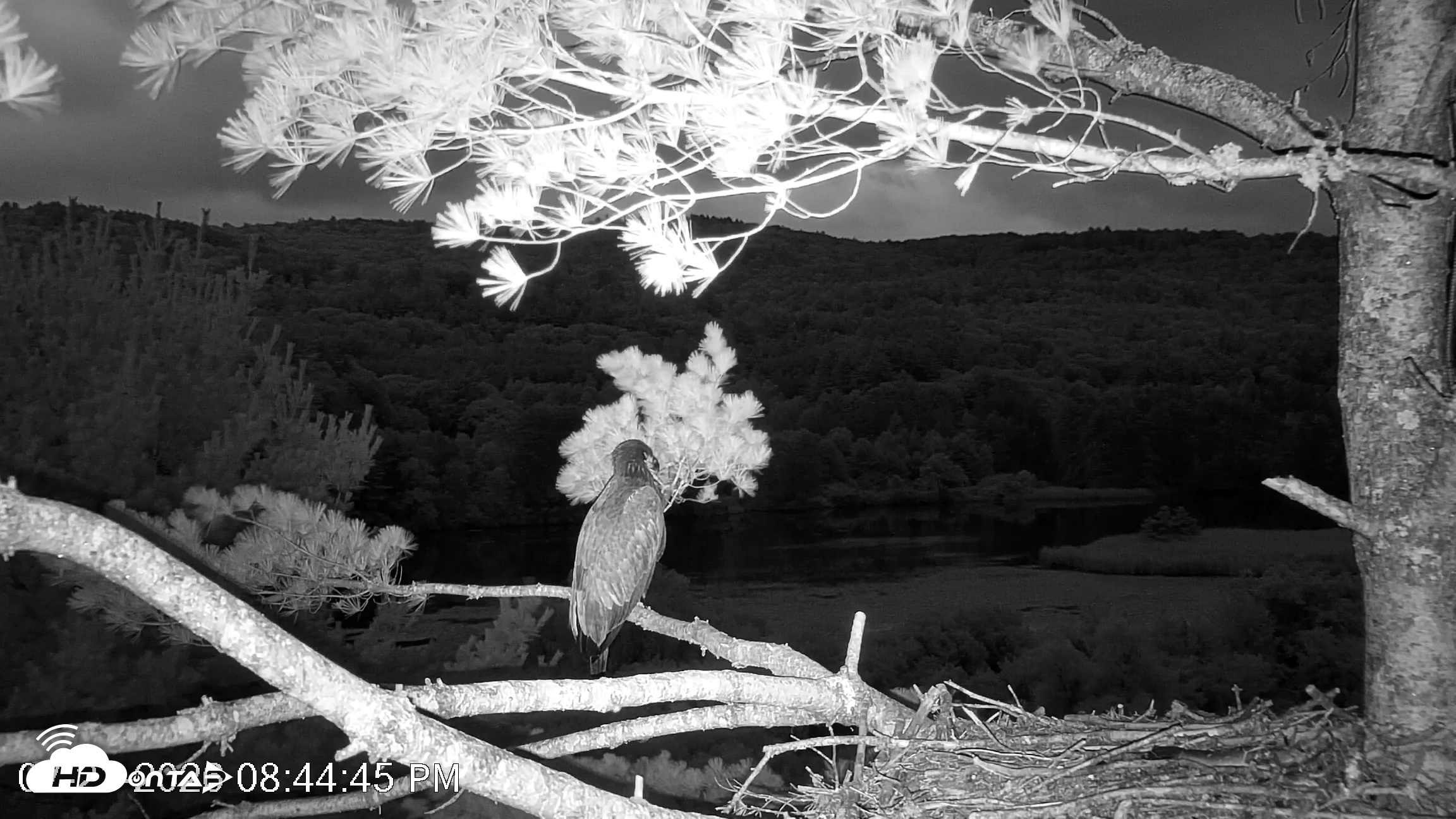 Snapshot of VINS Bald Eagles Nest Live Cams taken Jul 21, 2026, 8:45pm EDT