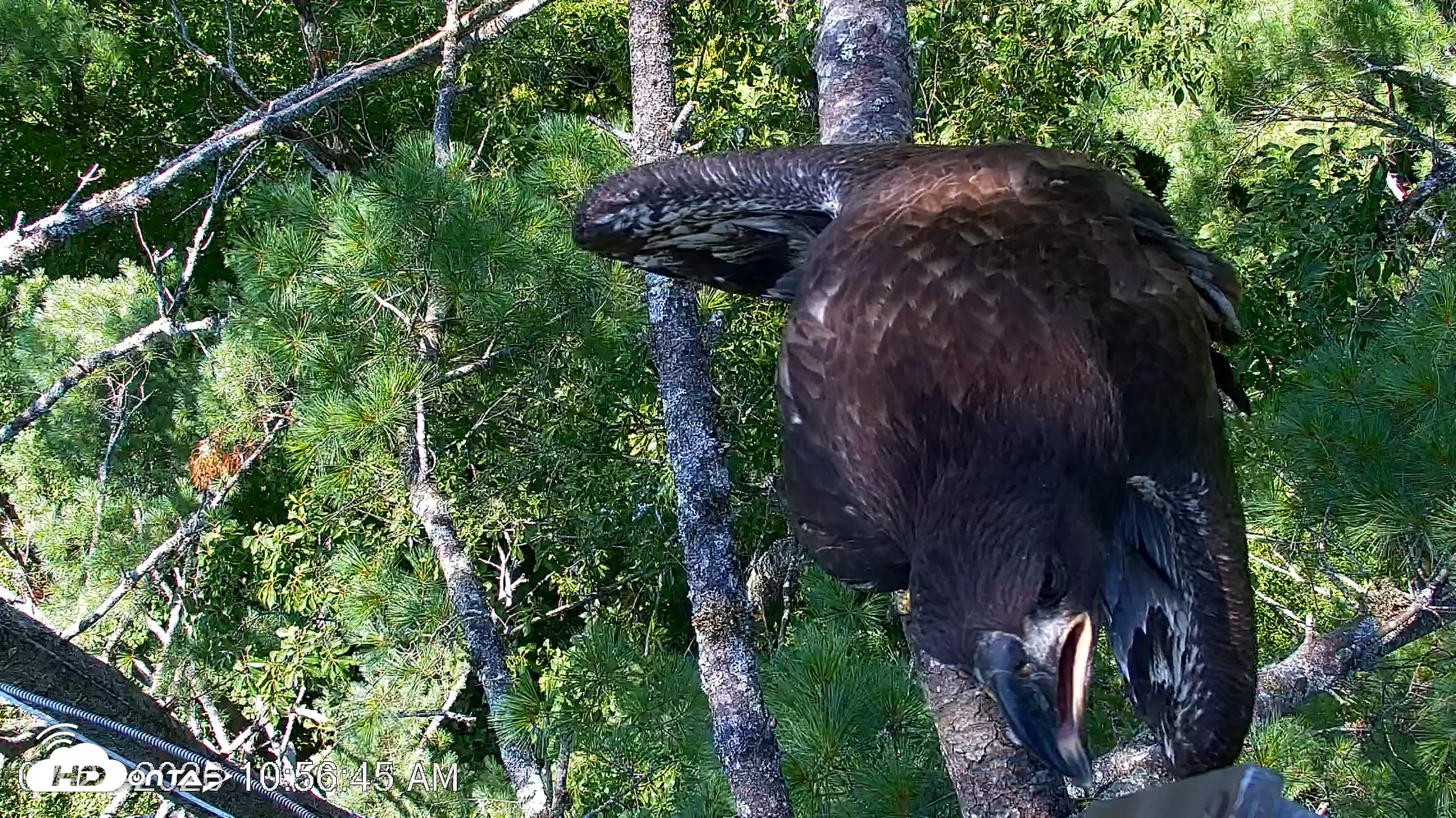 Snapshot of VINS Bald Eagles Nest Live Cams taken Jul 27, 2026, 10:57am EDT