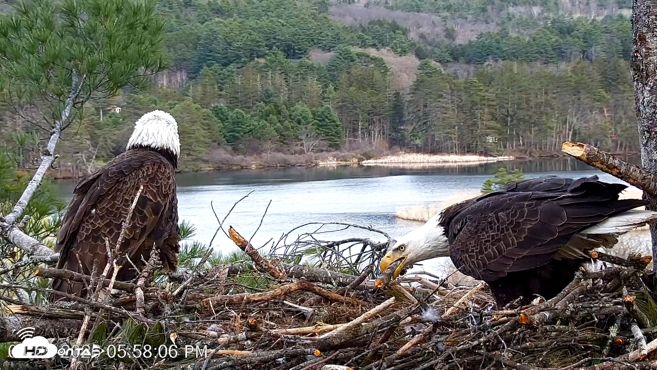 Snapshot of VINS Bald Eagles Nest Live Cams taken Apr 25, 2026, 5:58pm EDT