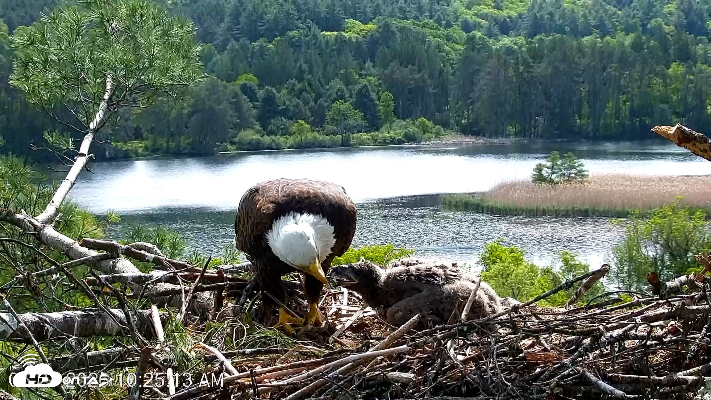 Snapshot of VINS Bald Eagles Nest Live Cams taken May 27, 2026, 10:25am EDT