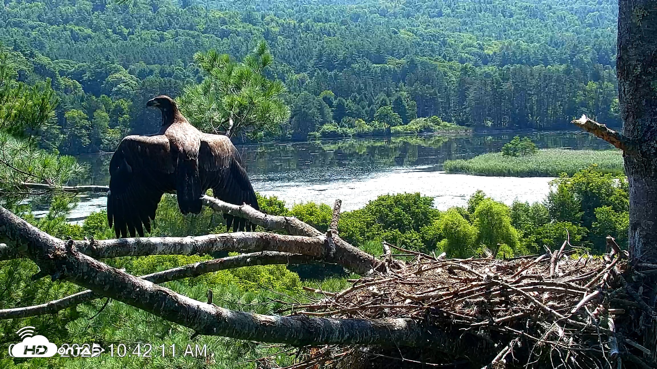 Snapshot of VINS Bald Eagles Nest Live Cams taken Jul 24, 2026, 10:42am EDT