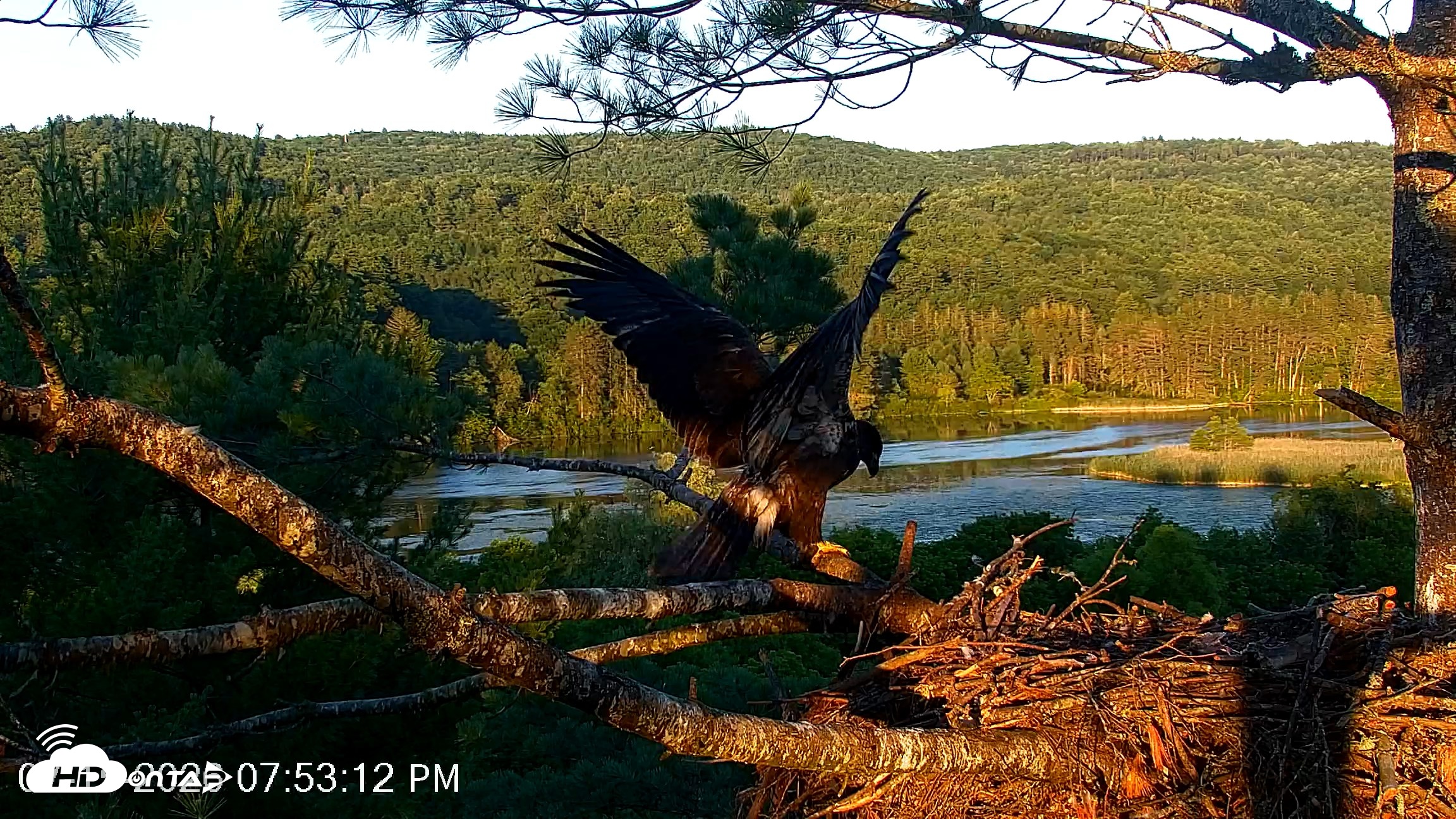 Snapshot of VINS Bald Eagles Nest Live Cams taken Jul 15, 2026, 7:54pm EDT