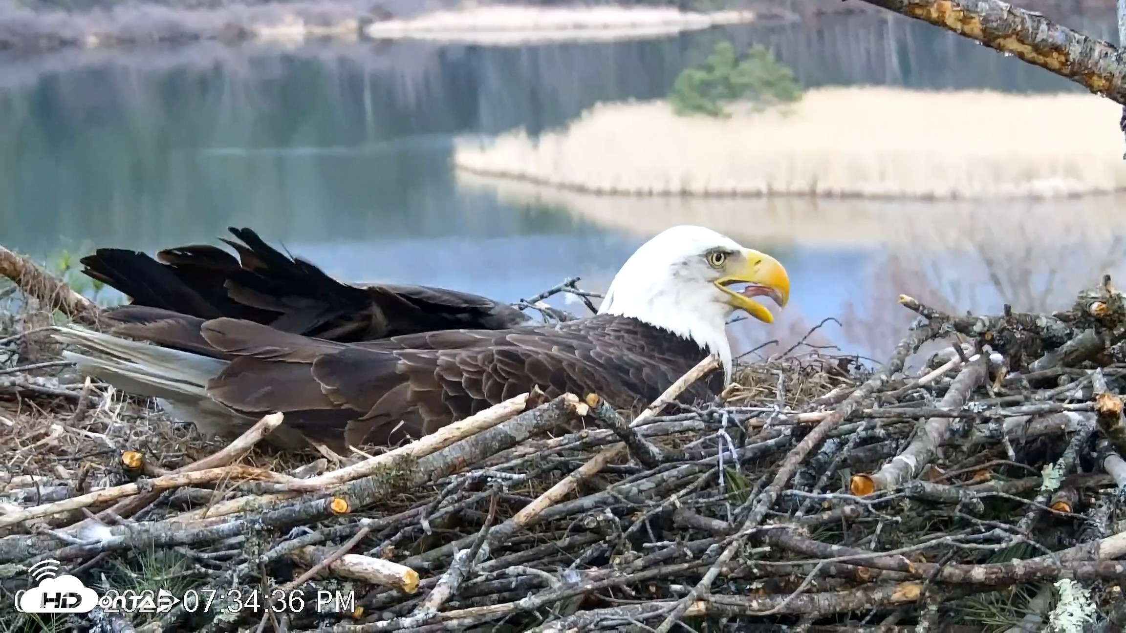 Snapshot of VINS Bald Eagles Nest Live Cams taken Apr 13, 2026, 7:35pm EDT