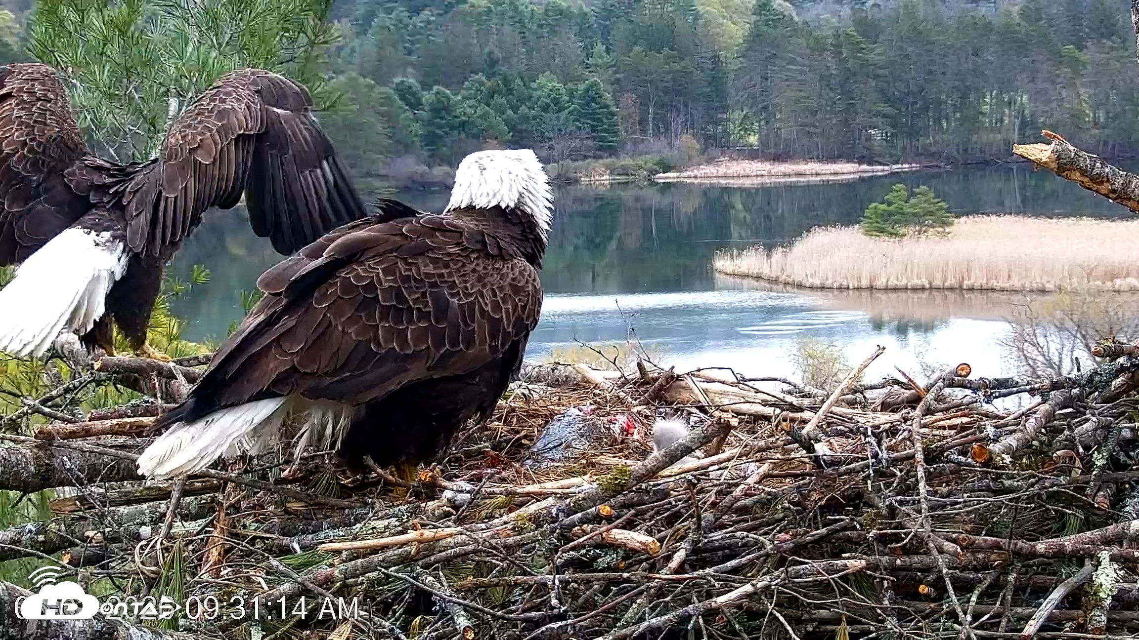 Snapshot of VINS Bald Eagles Nest Live Cams taken May 2, 2026, 9:32am EDT