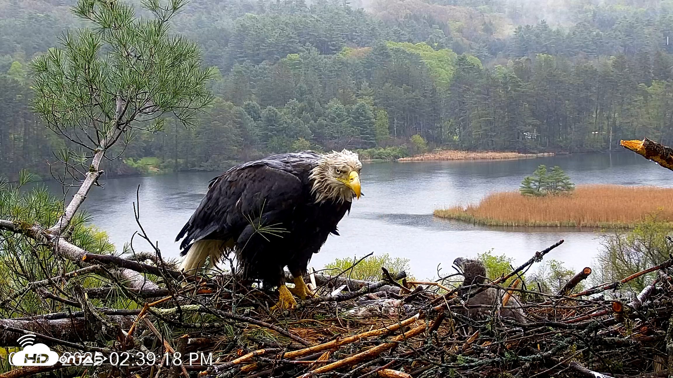 Snapshot of VINS Bald Eagles Nest Live Cams taken May 14, 2026, 2:40pm EDT