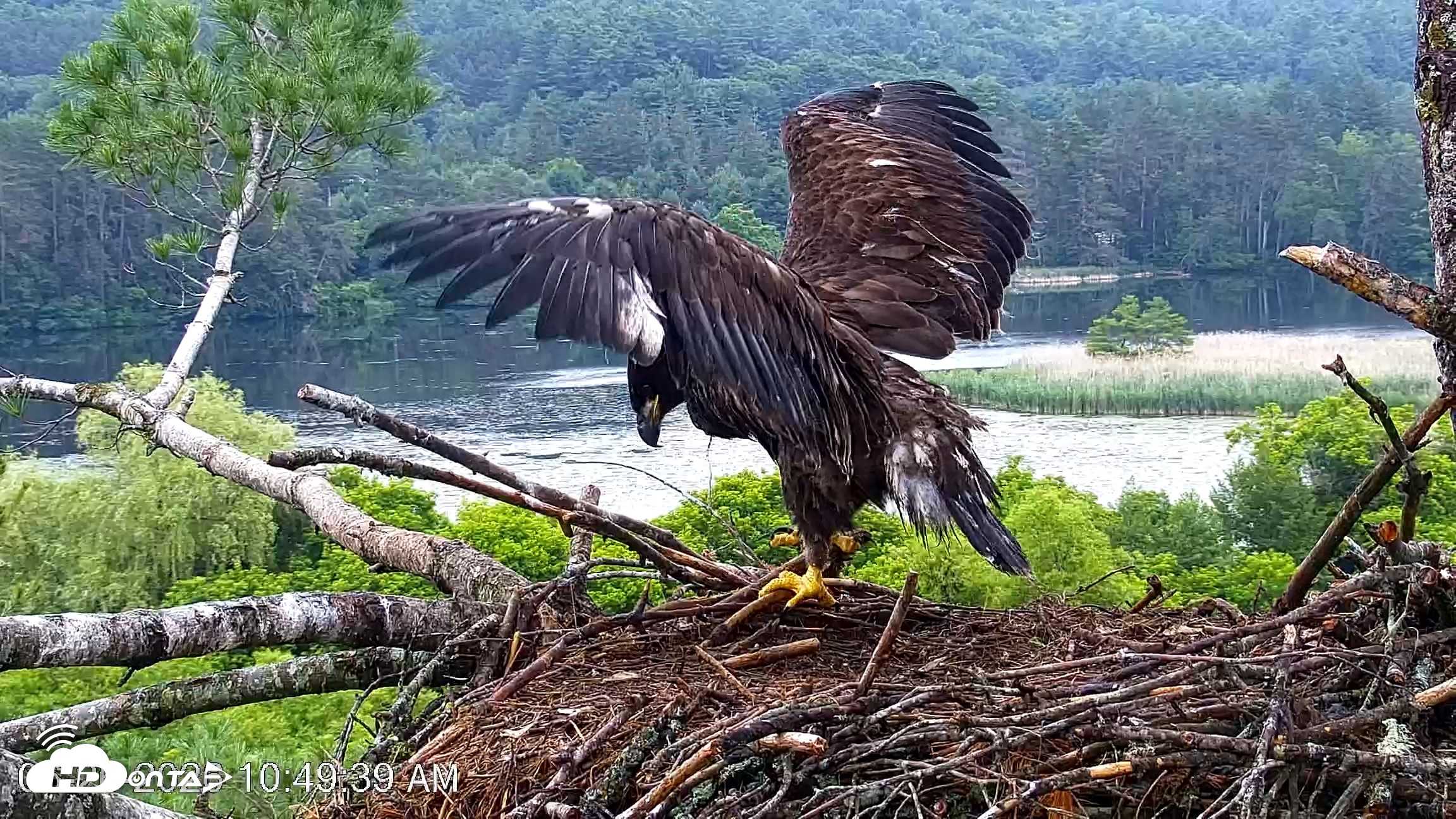 Snapshot of VINS Bald Eagles Nest Live Cams taken Jun 26, 2026, 10:50am EDT