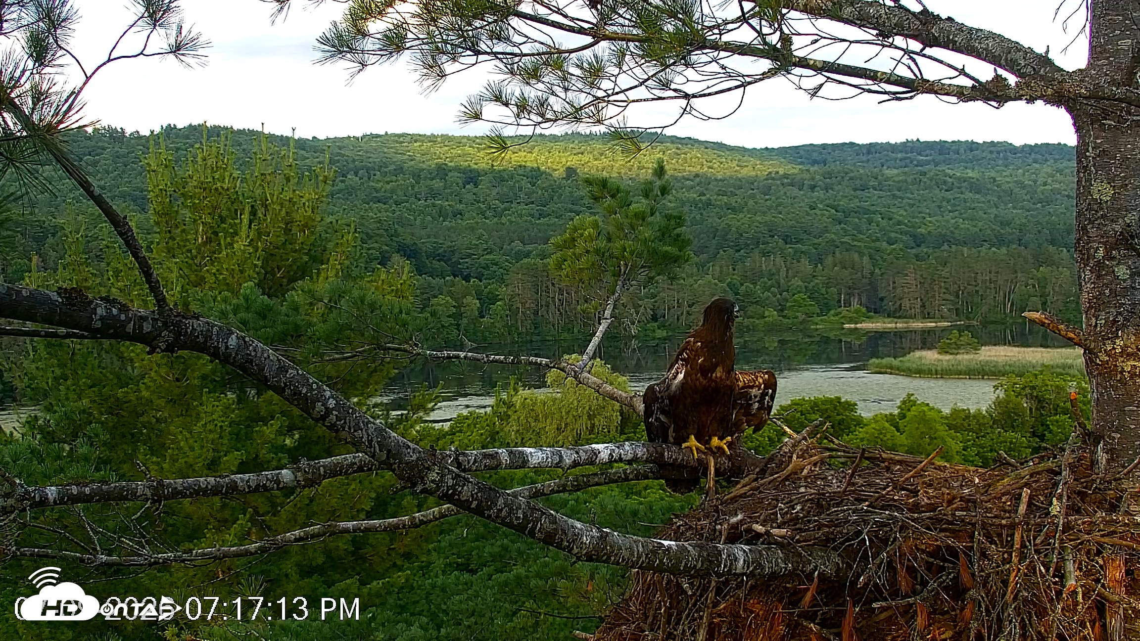Snapshot of VINS Bald Eagles Nest Live Cams taken Jul 9, 2026, 7:17pm EDT