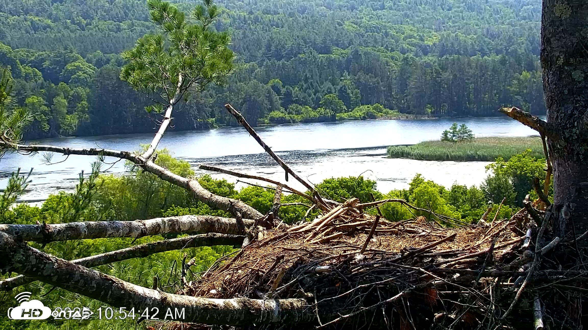 Snapshot of VINS Bald Eagles Nest Live Cams taken Jul 3, 2026, 10:56am EDT