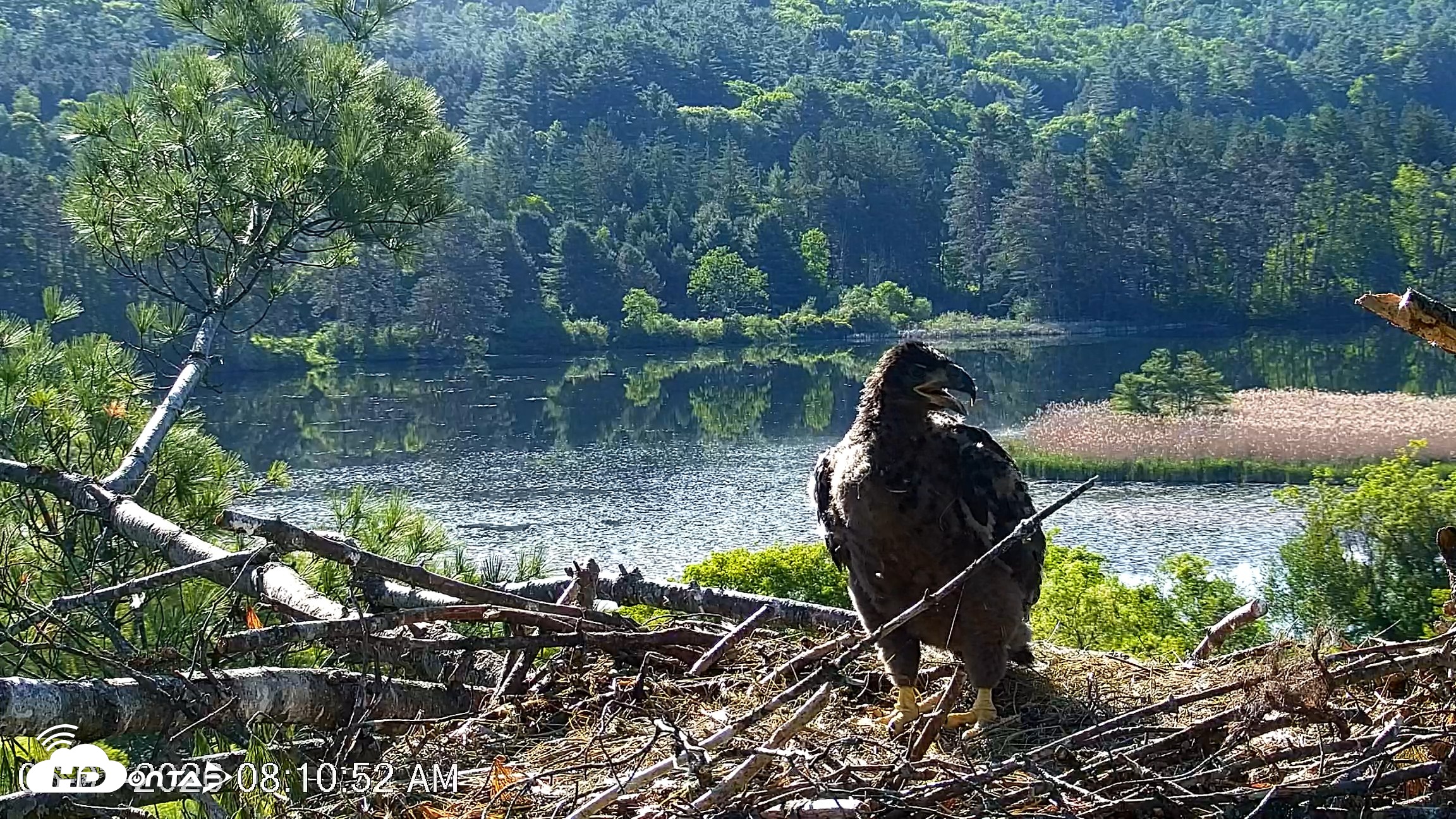Snapshot of VINS Bald Eagles Nest Live Cams taken Jun 3, 2026, 8:11am EDT