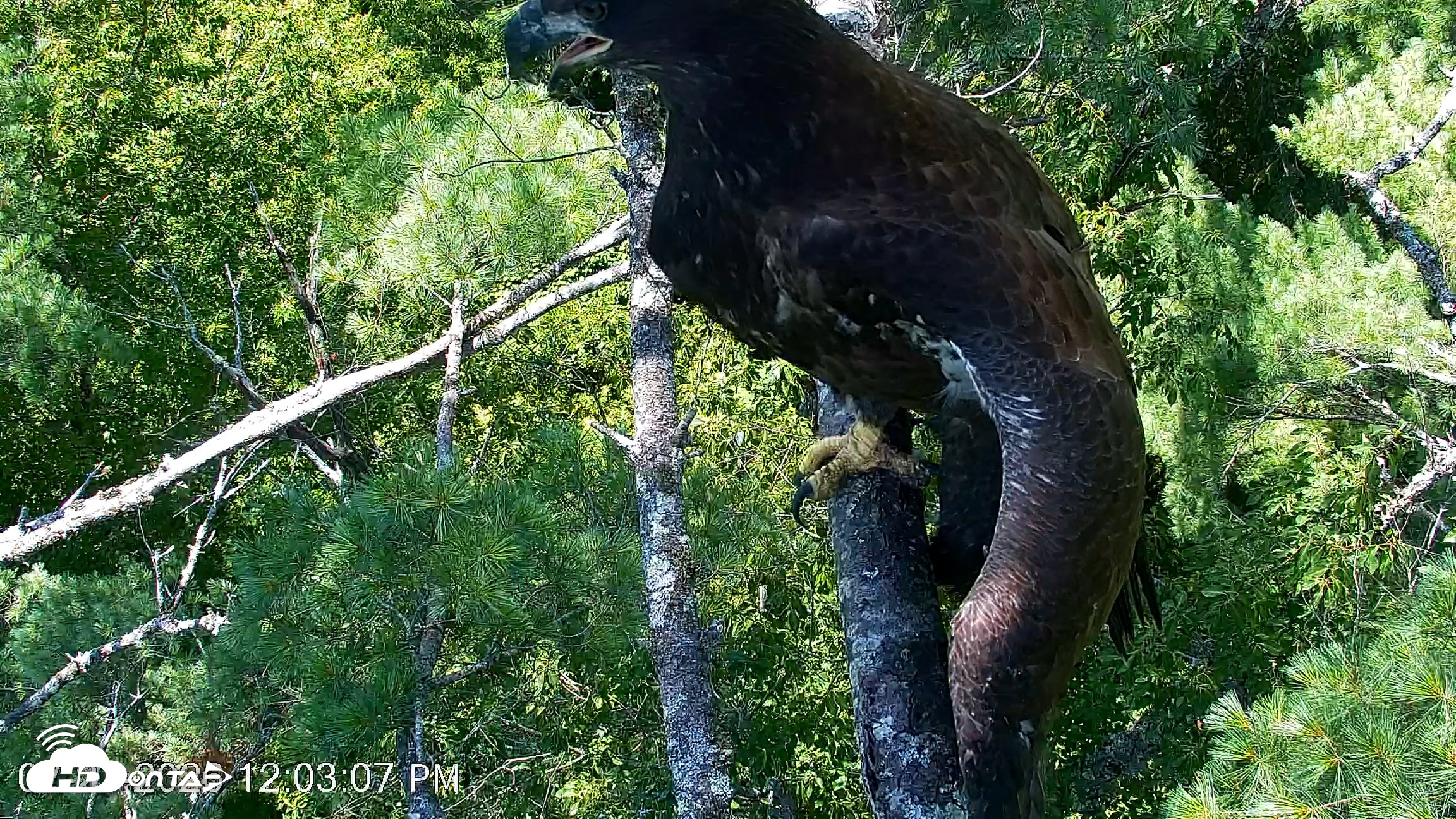 Snapshot of VINS Bald Eagles Nest Live Cams taken Jul 27, 2026, 12:03pm EDT