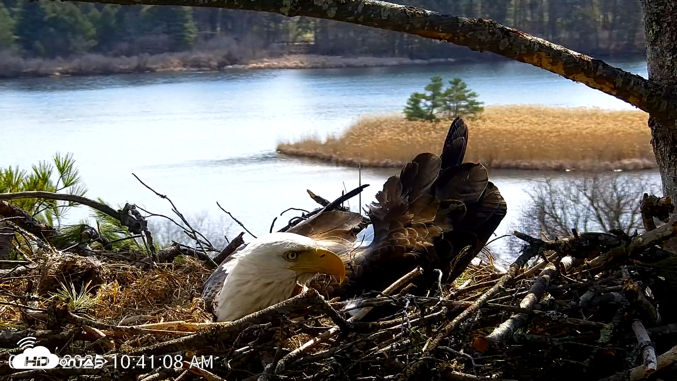 Snapshot of VINS Bald Eagles Nest Live Cams taken Apr 10, 2026, 10:41am EDT