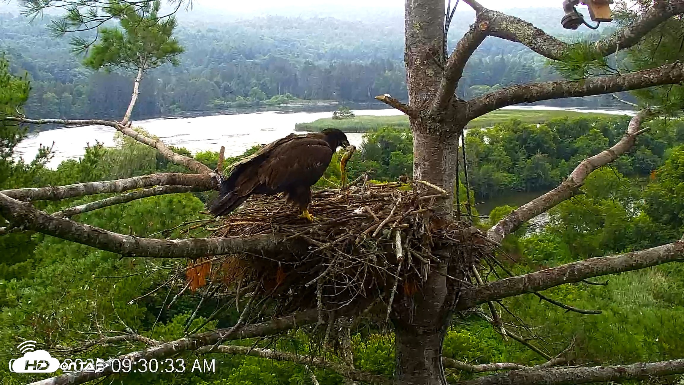 Snapshot of VINS Bald Eagles Nest Live Cams taken Jul 28, 2026, 9:31am EDT