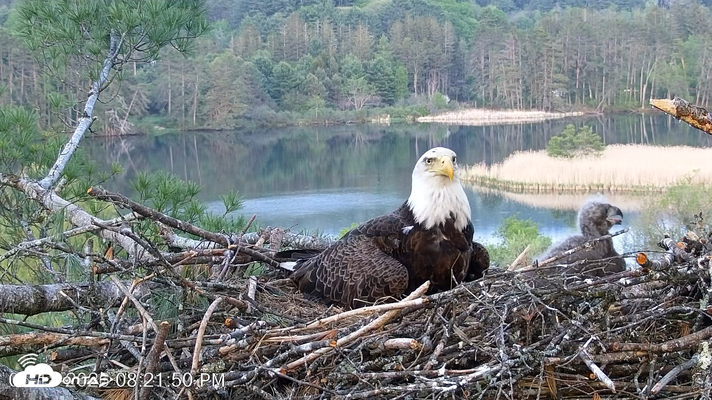 Snapshot of VINS Bald Eagles Nest Live Cams taken May 18, 2026, 8:22pm EDT