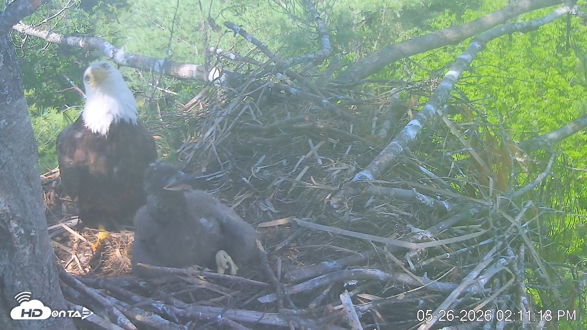 Snapshot of VINS Bald Eagles Nest Live Cams taken May 26, 2026, 2:12pm EDT