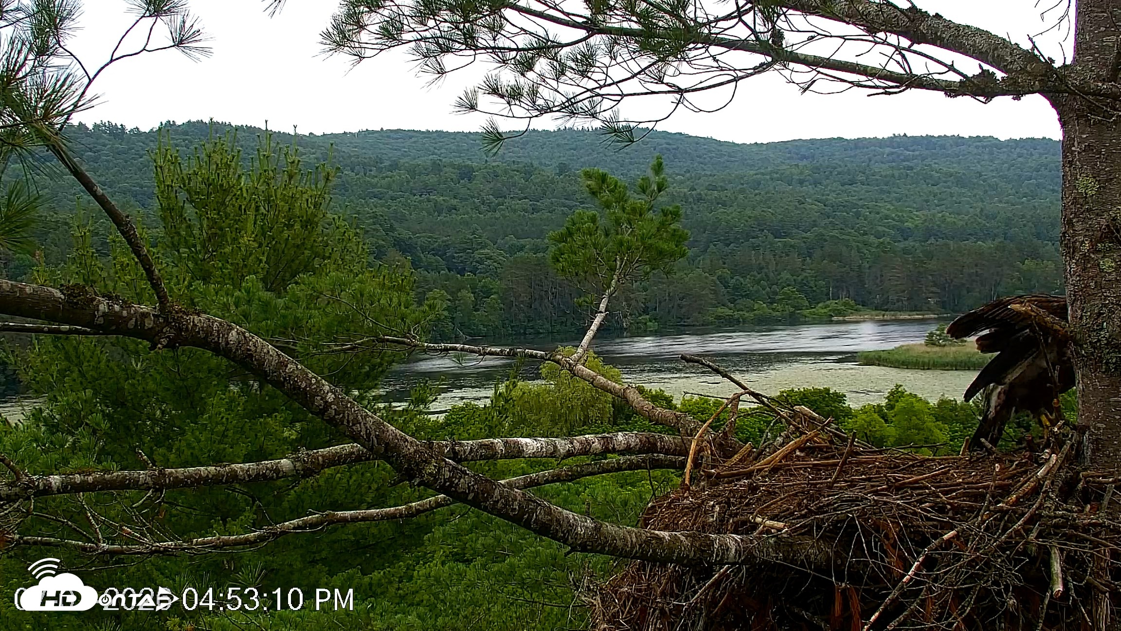 Snapshot of VINS Bald Eagles Nest Live Cams taken Jul 7, 2026, 4:53pm EDT