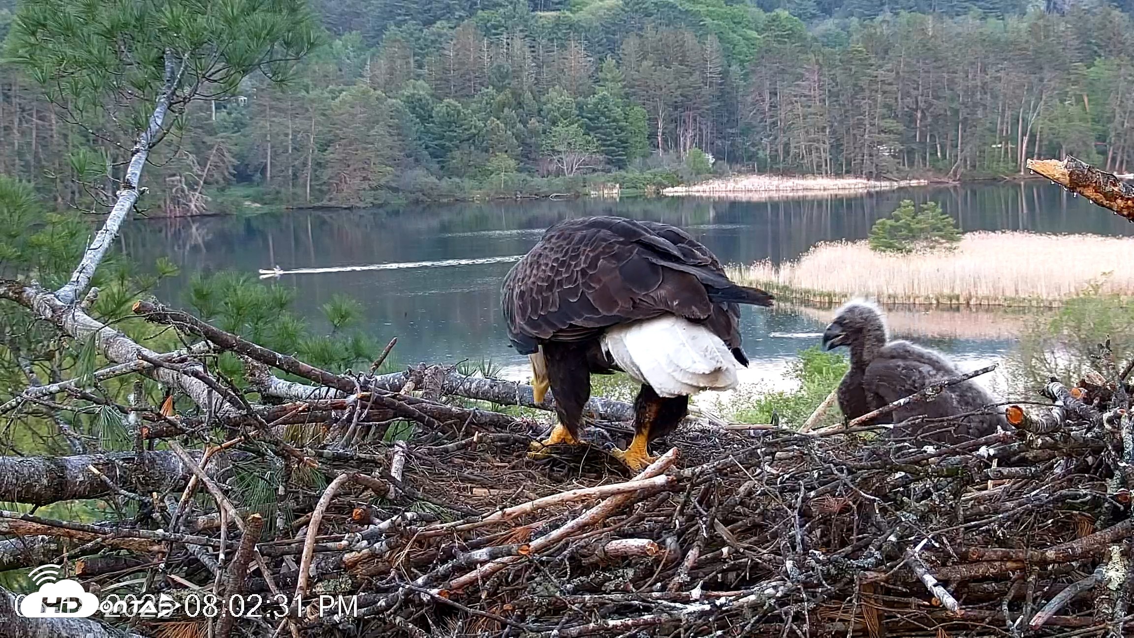 Snapshot of VINS Bald Eagles Nest Live Cams taken May 18, 2026, 8:03pm EDT