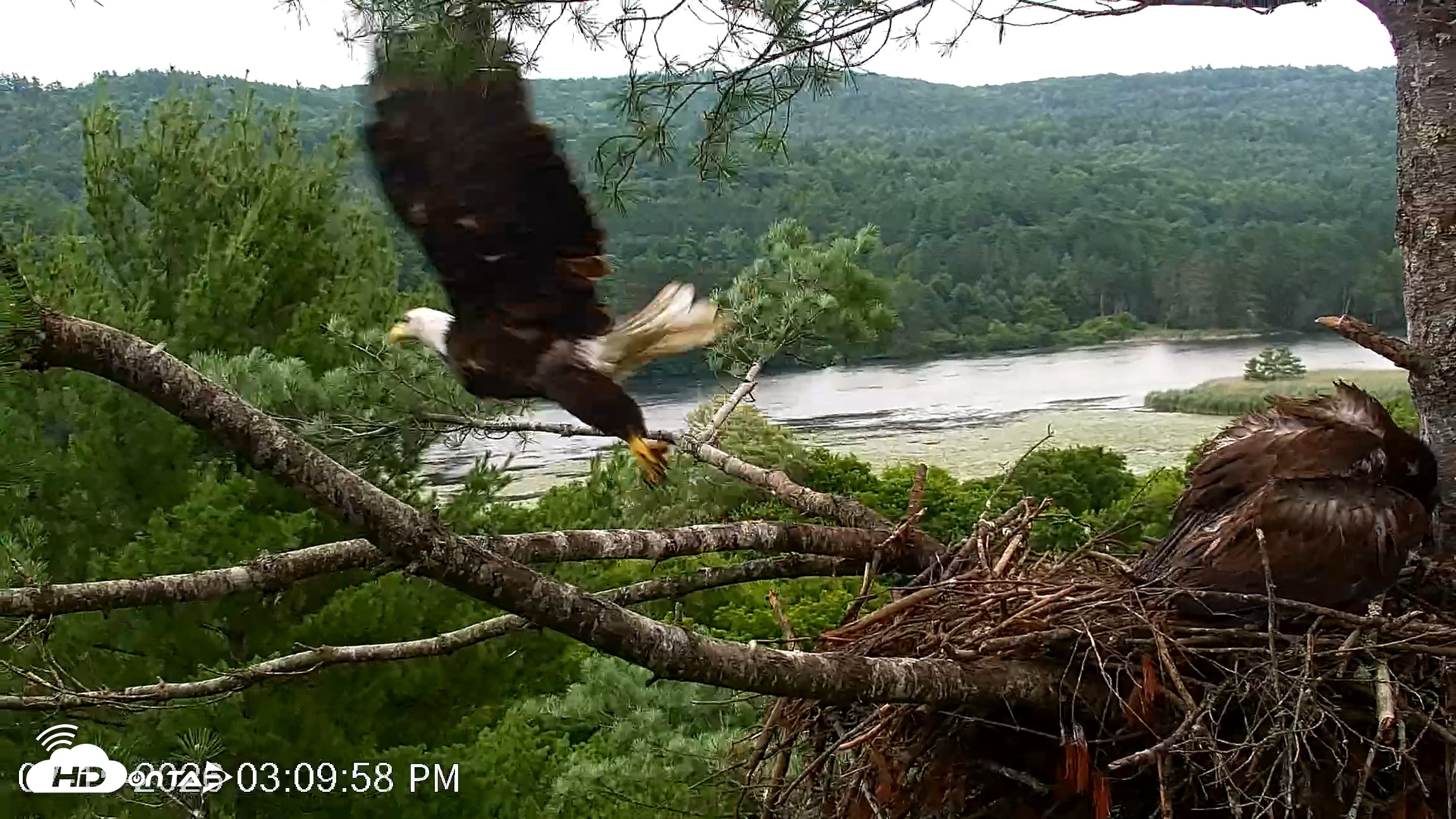 Snapshot of VINS Bald Eagles Nest Live Cams taken Jul 15, 2026, 3:10pm EDT