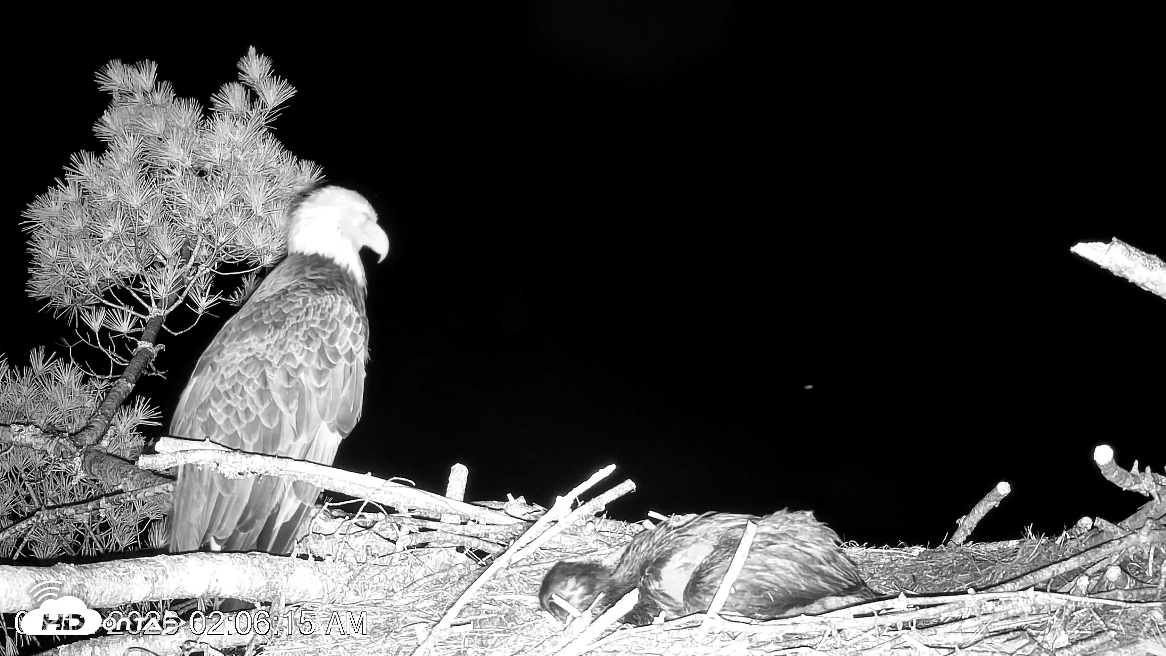 Snapshot of VINS Bald Eagles Nest Live Cams taken Jun 12, 2026, 2:07am EDT