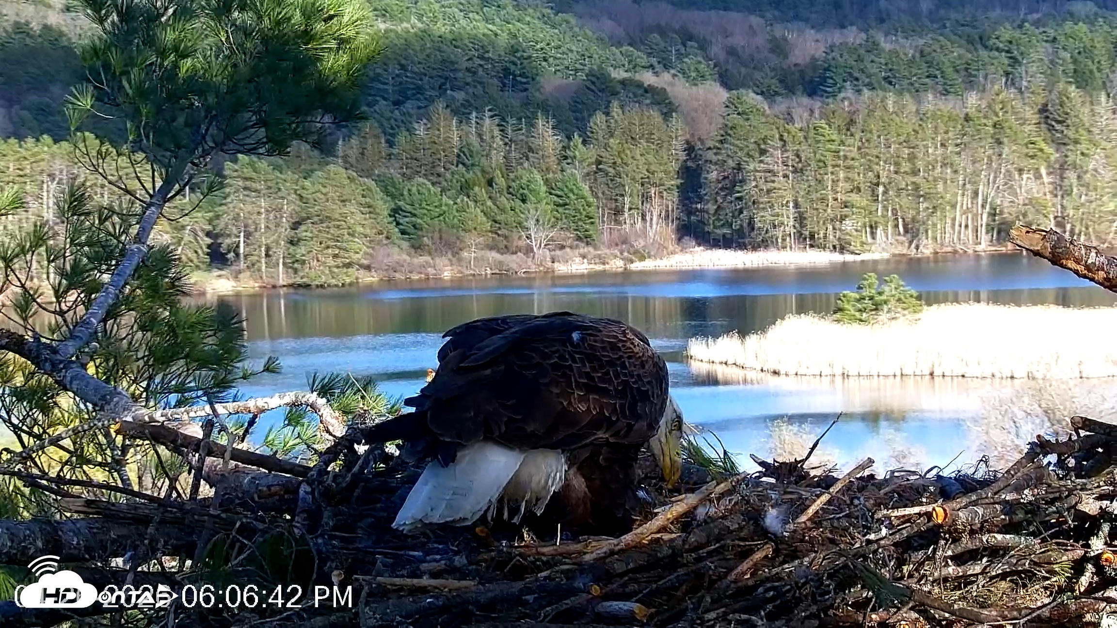 Snapshot of VINS Bald Eagles Nest Live Cams taken Apr 26, 2026, 6:08pm EDT