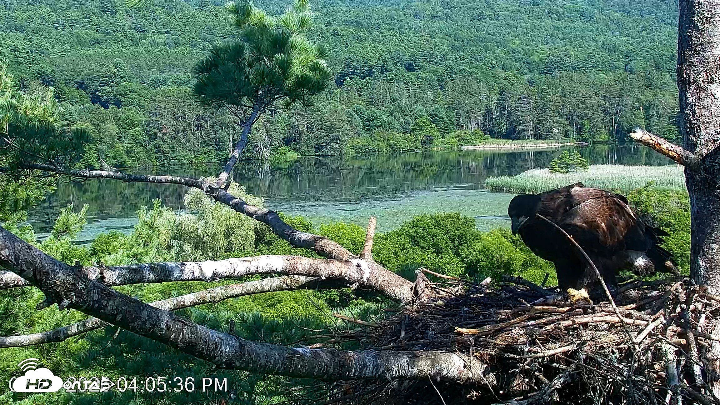 Snapshot of VINS Bald Eagles Nest Live Cams taken Jul 24, 2026, 4:06pm EDT