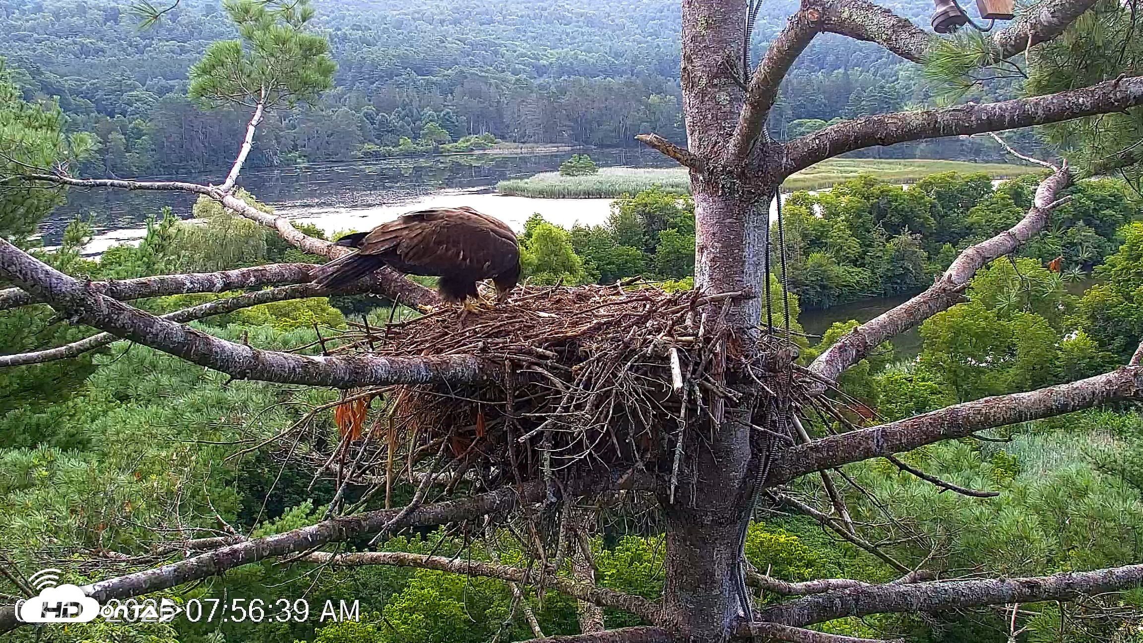 Snapshot of VINS Bald Eagles Nest Live Cams taken Aug 10, 2026, 7:57am EDT