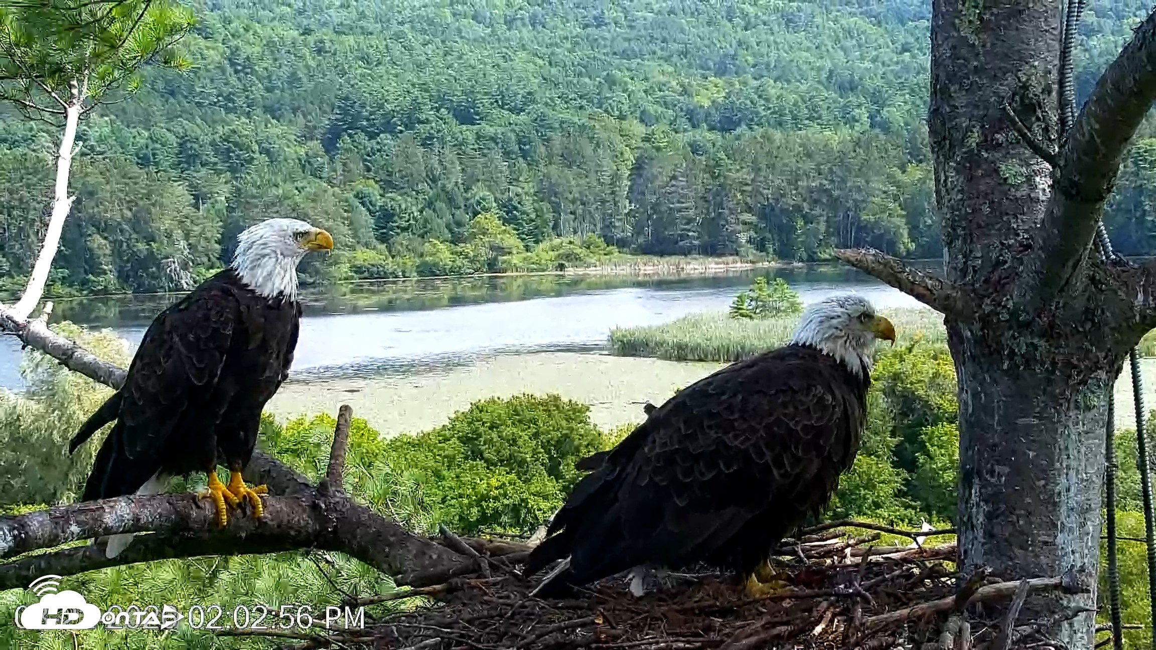Snapshot of VINS Bald Eagles Nest Live Cams taken Aug 22, 2026, 2:03pm EDT