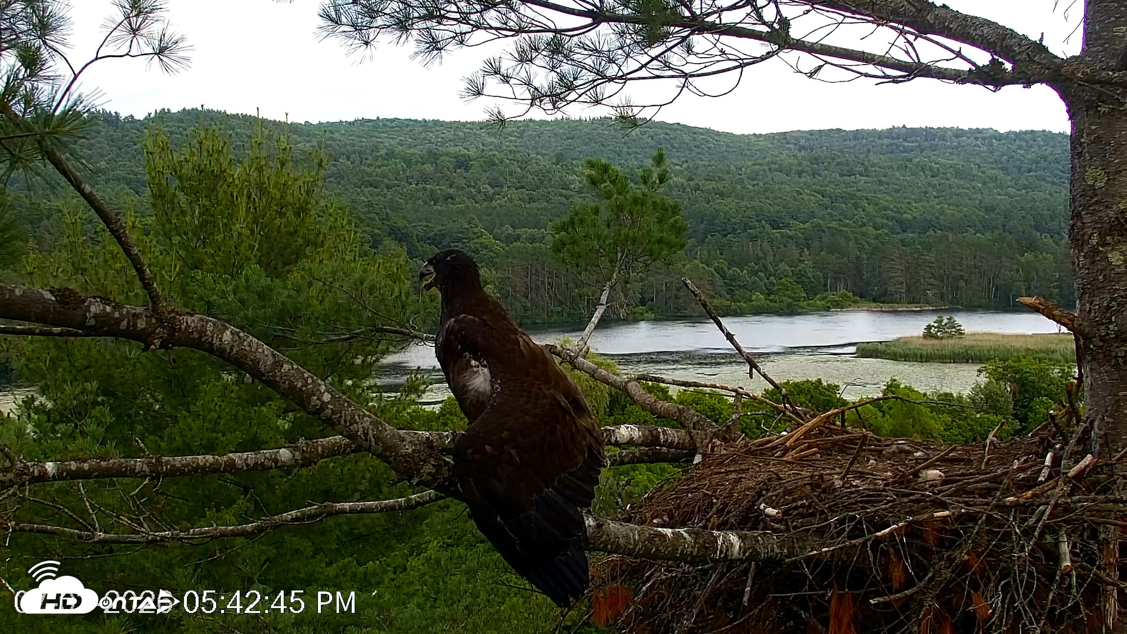 Snapshot of VINS Bald Eagles Nest Live Cams taken Jul 3, 2026, 5:43pm EDT