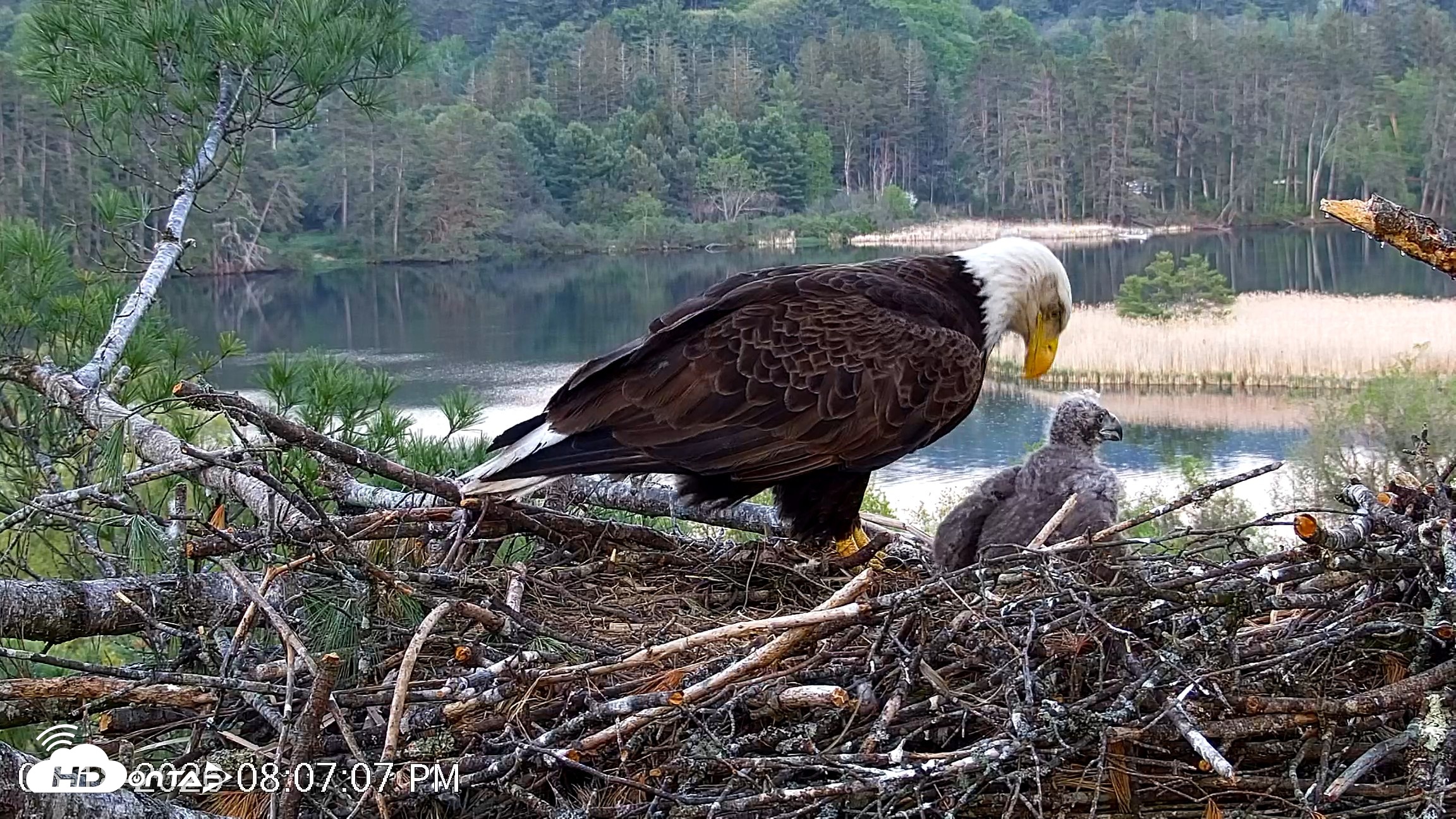 Snapshot of VINS Bald Eagles Nest Live Cams taken May 18, 2026, 8:08pm EDT