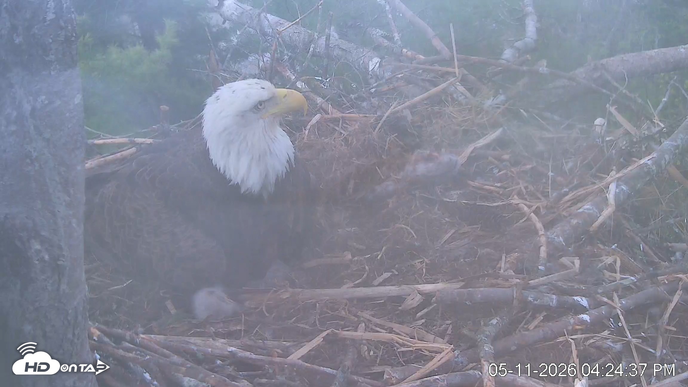 Snapshot of VINS Bald Eagles Nest Live Cams taken May 11, 2026, 4:25pm EDT